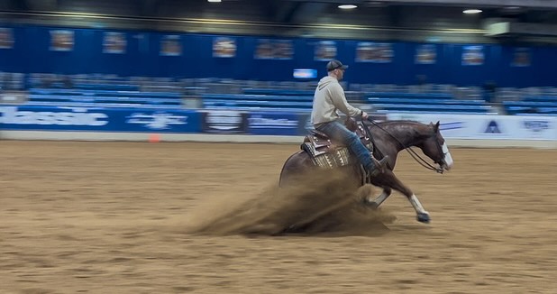 Epis Performance Horses