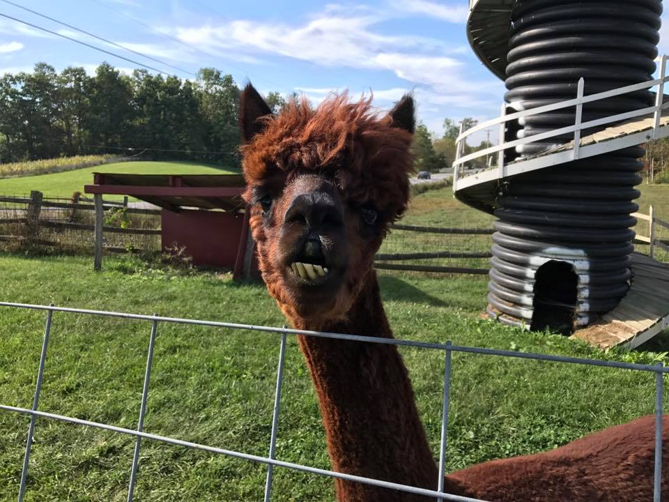 Hahn Farm | Pleasant Valley NY
