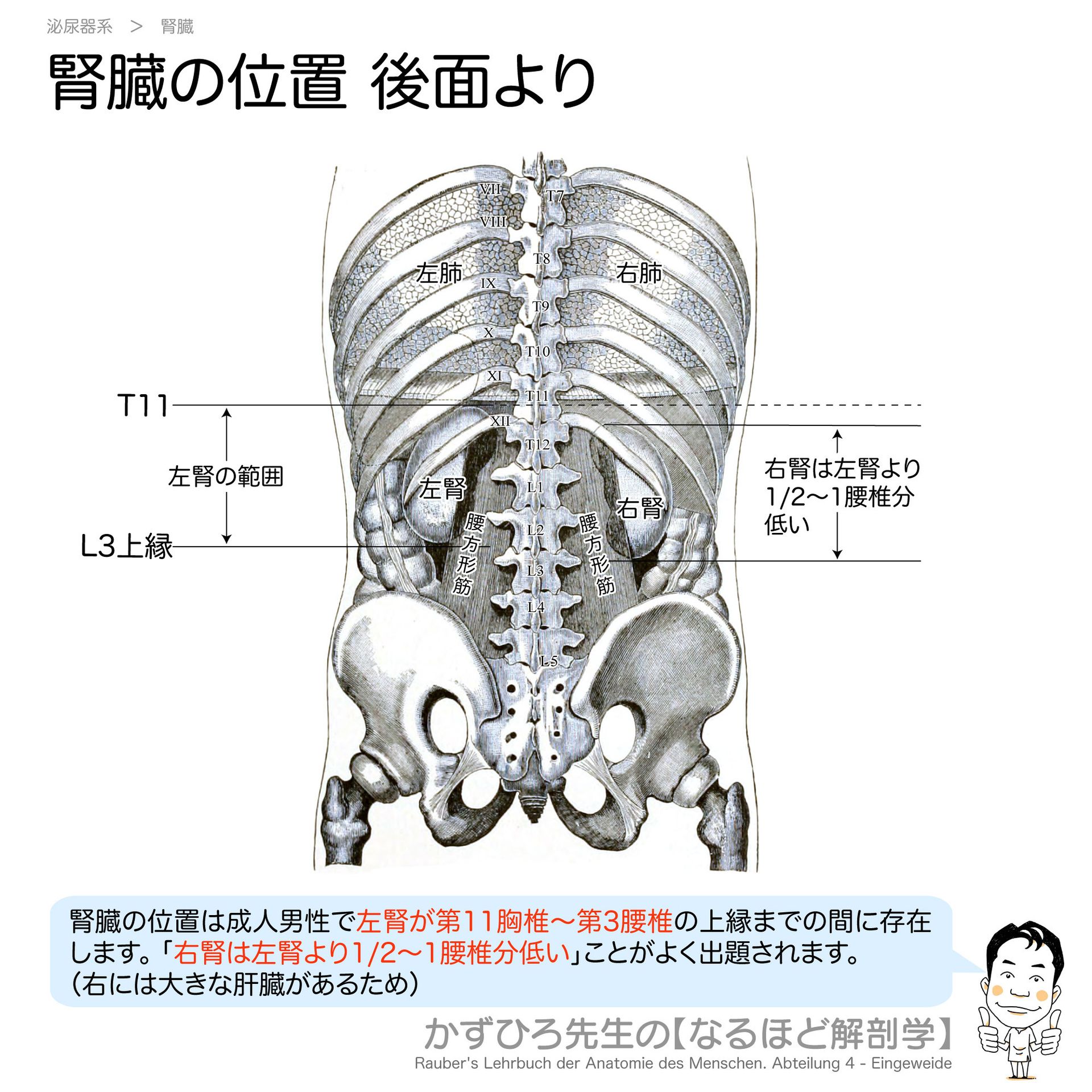 かずひろ先生の【徹底的国試対策】解剖学 - 【手掌部の動脈と筋（浅層・浅掌動脈弓）】 長掌筋と手掌腱膜を取り除くと、尺骨動脈より続く浅掌動脈弓 ...