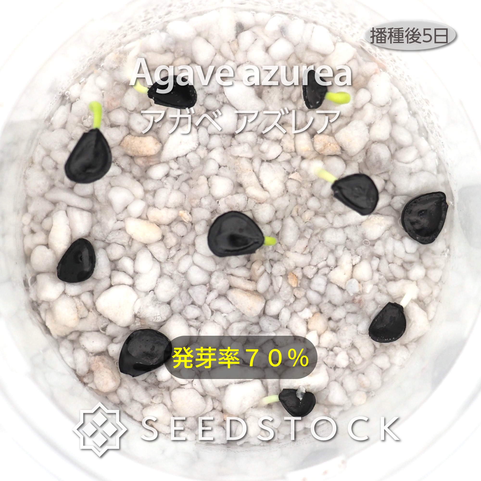 Seedstock - Seedstock added a new photo.