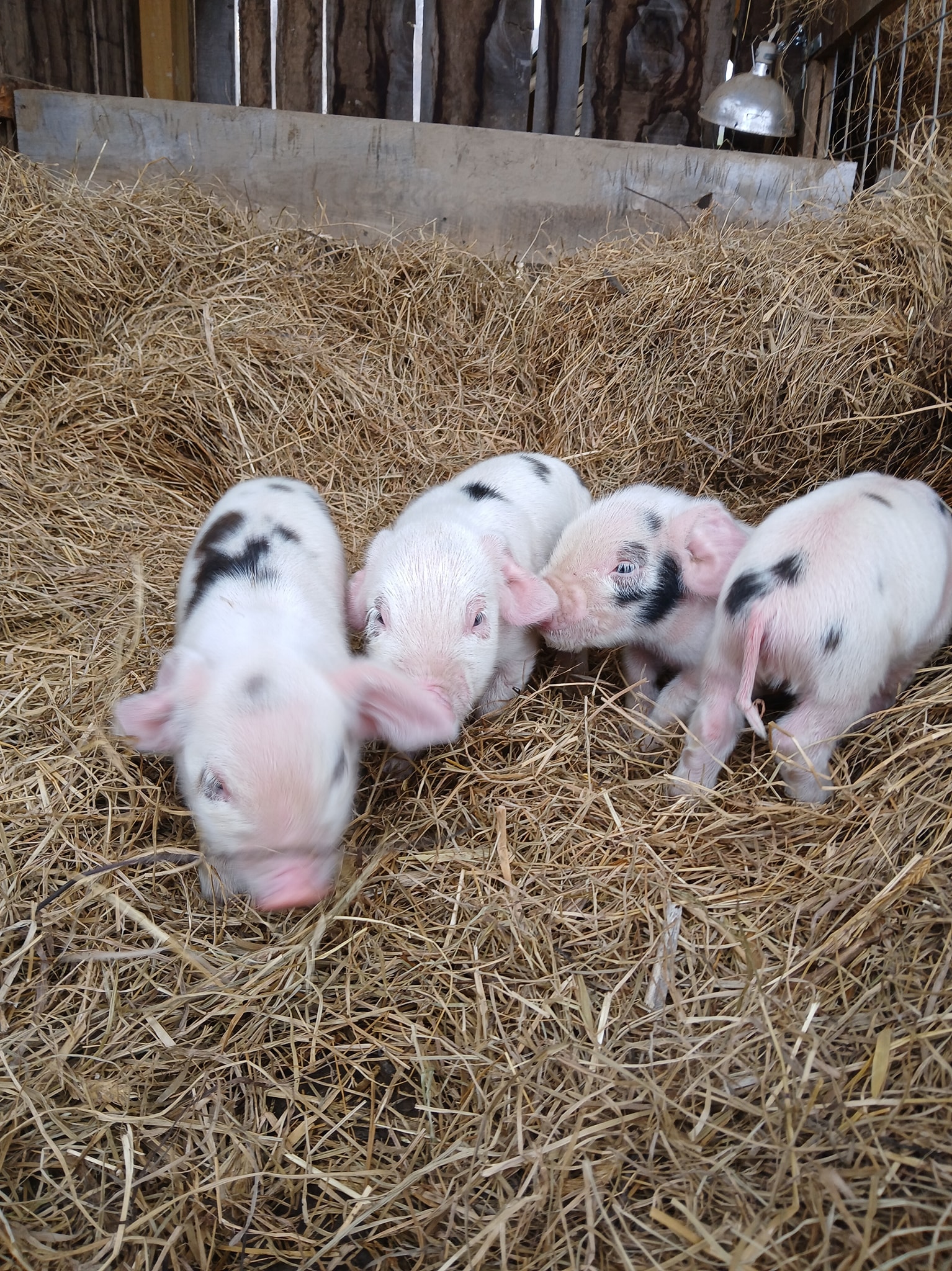 Kelly Ridge Farms LLC | Meadowview VA