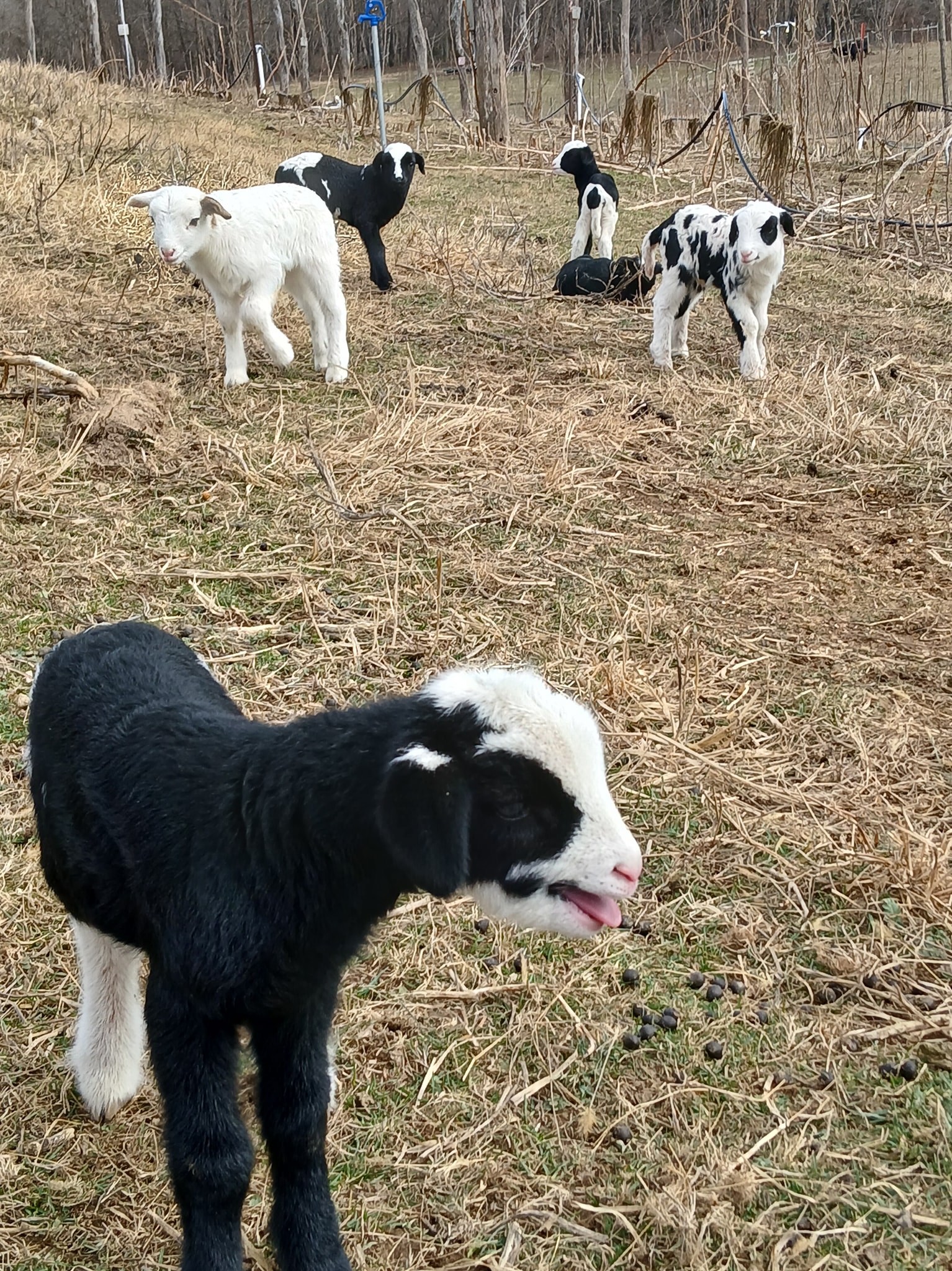 Kelly Ridge Farms LLC | Meadowview VA