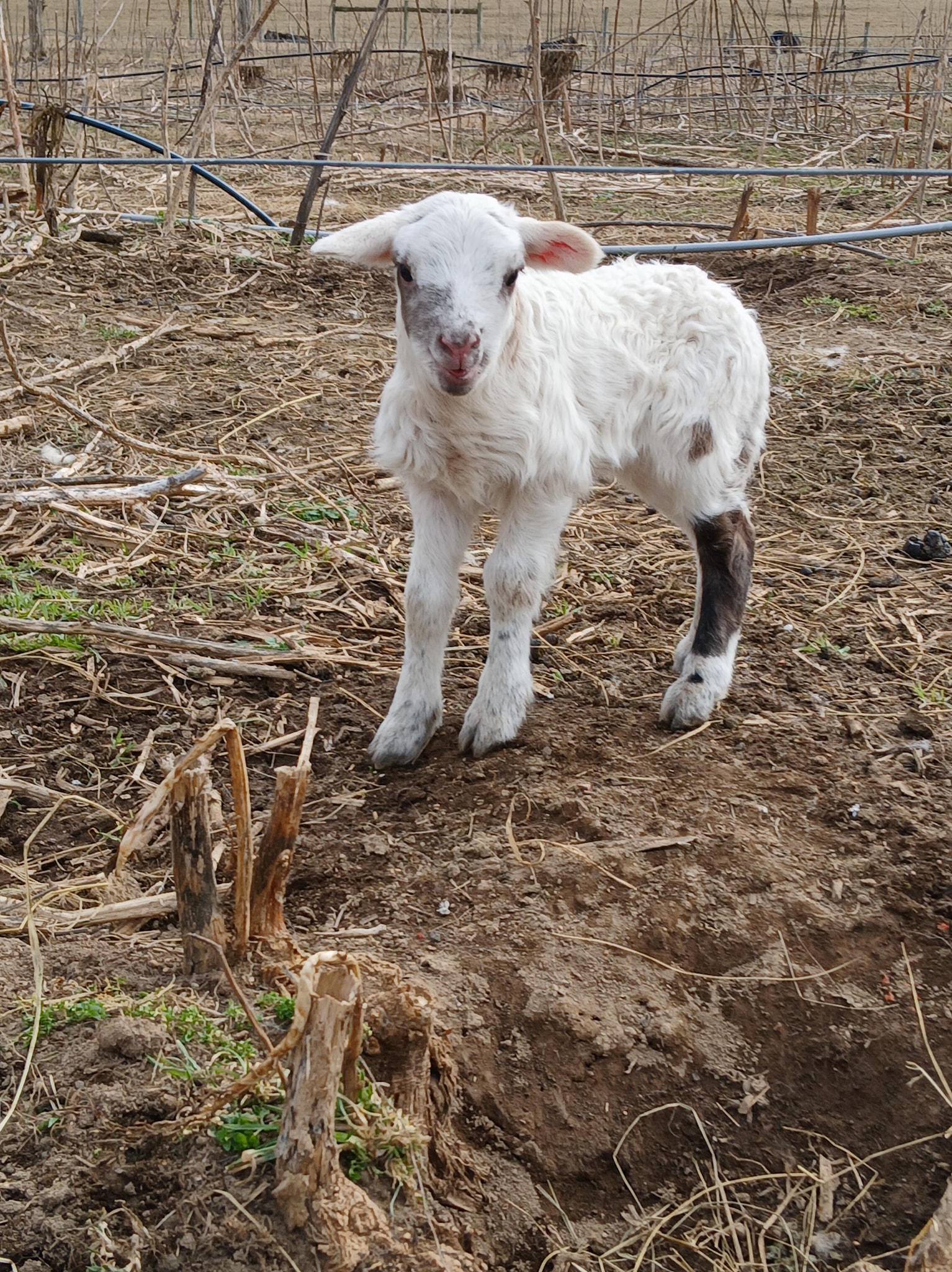 Kelly Ridge Farms LLC | Meadowview VA