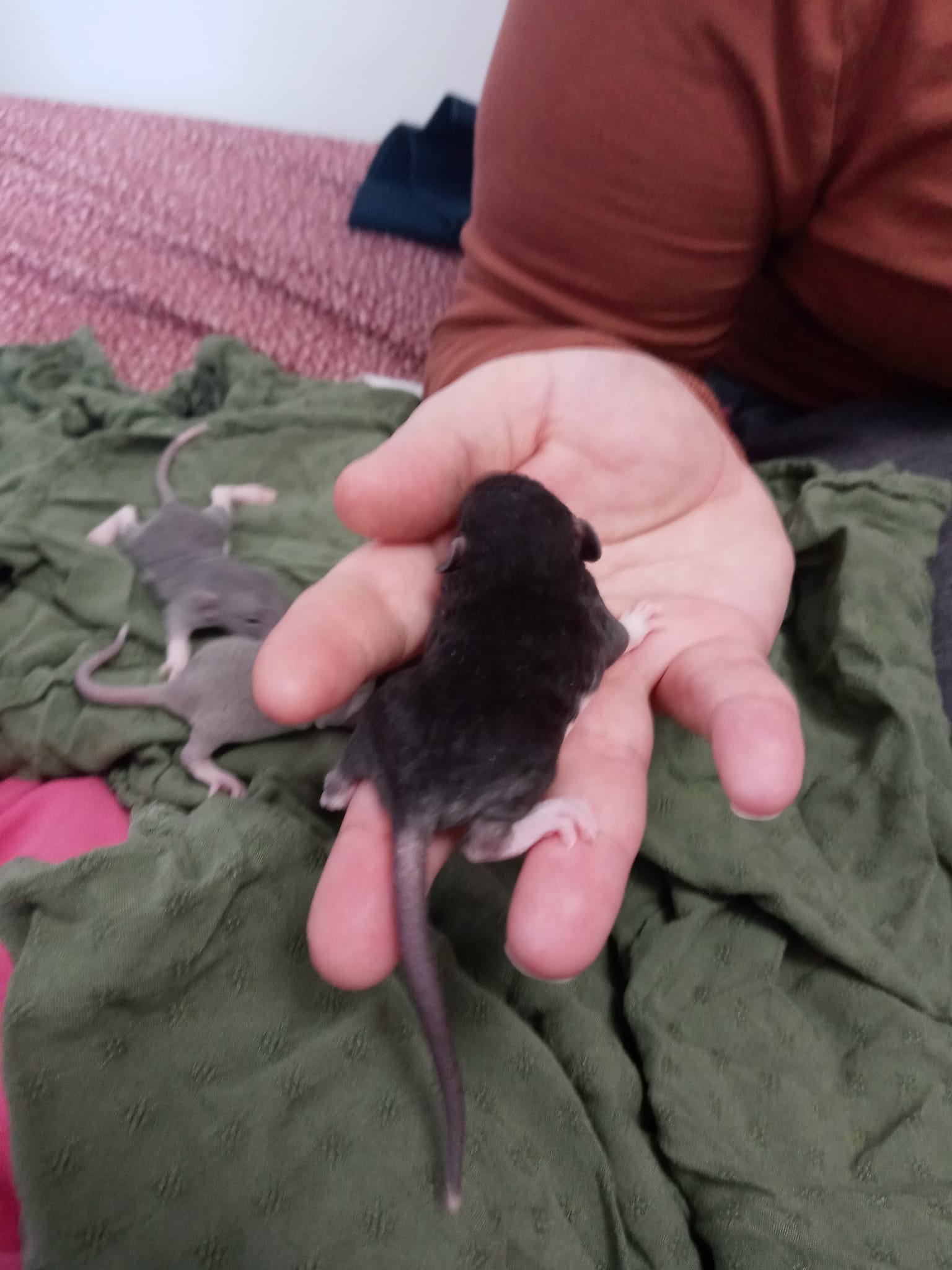 Tails of Talos Rattery | New Britain CT