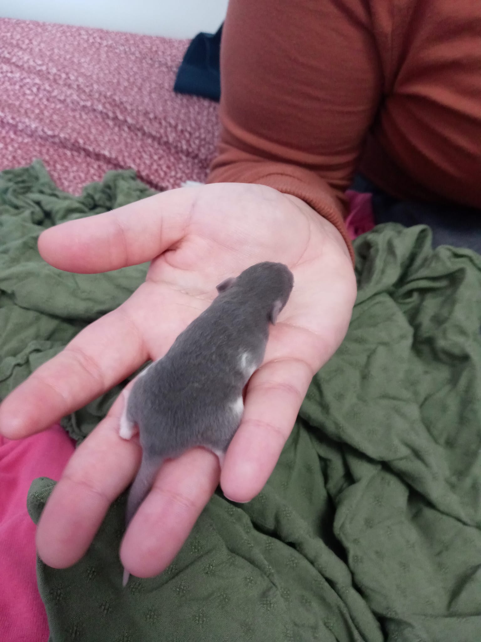 Tails of Talos Rattery | New Britain CT