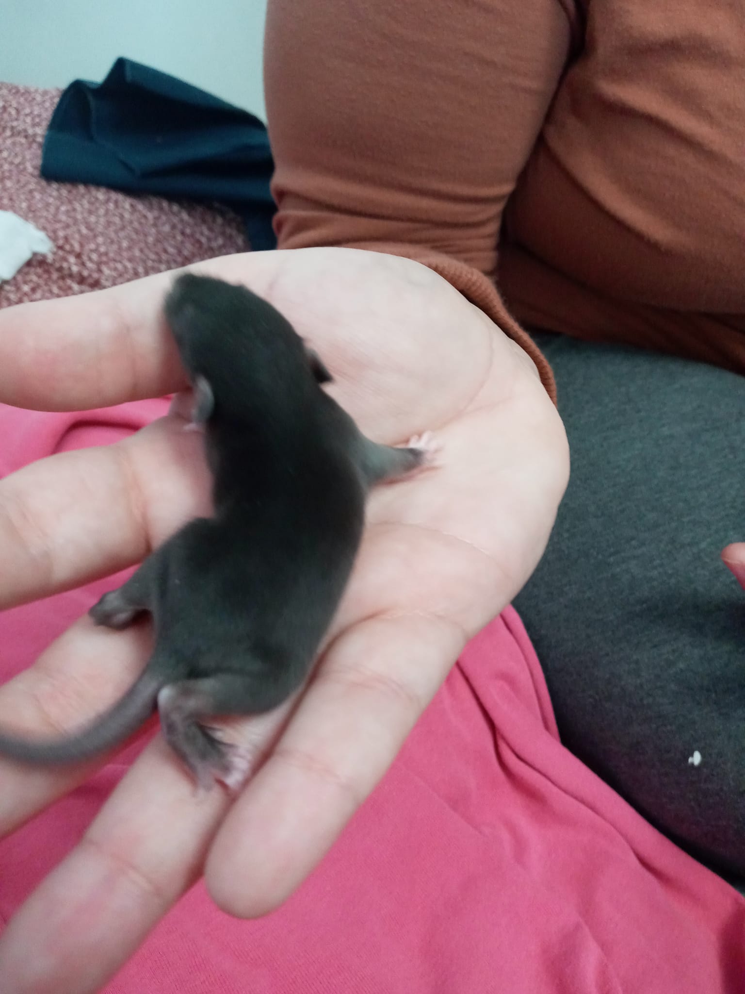Tails of Talos Rattery | New Britain CT