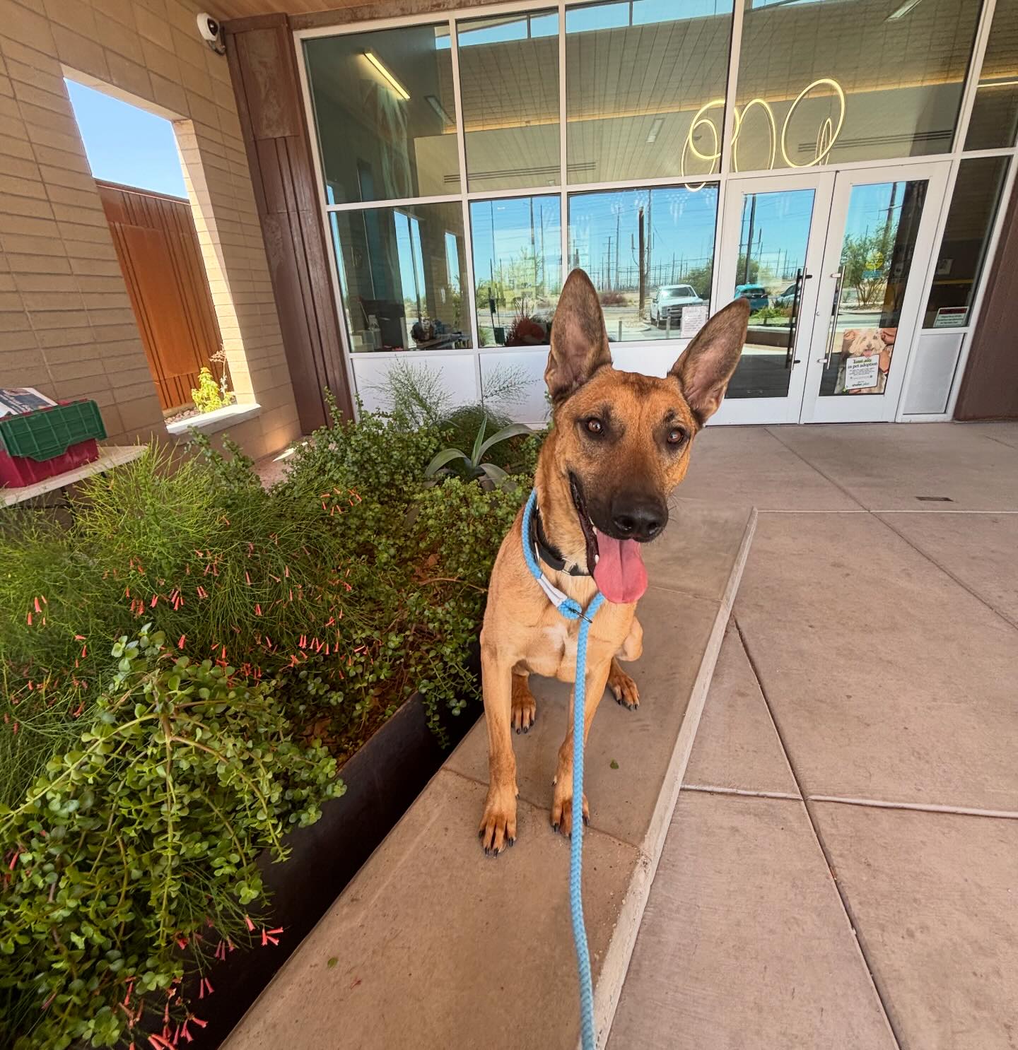 ? Deadline Dog: Hachi Needs Out Now ?6/26/26 4:00 PM Meet Hachi 