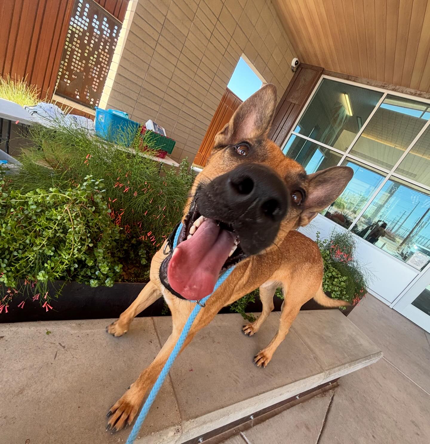 ? Deadline Dog: Hachi Needs Out Now ?6/26/26 4:00 PM Meet Hachi 