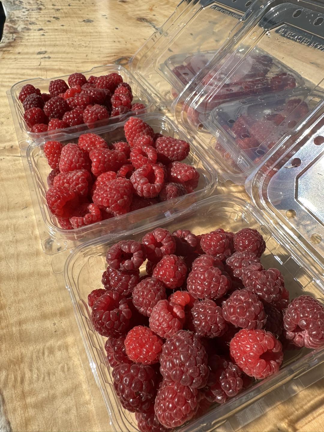 Te Kopia Farm Blueberries | Rotorua