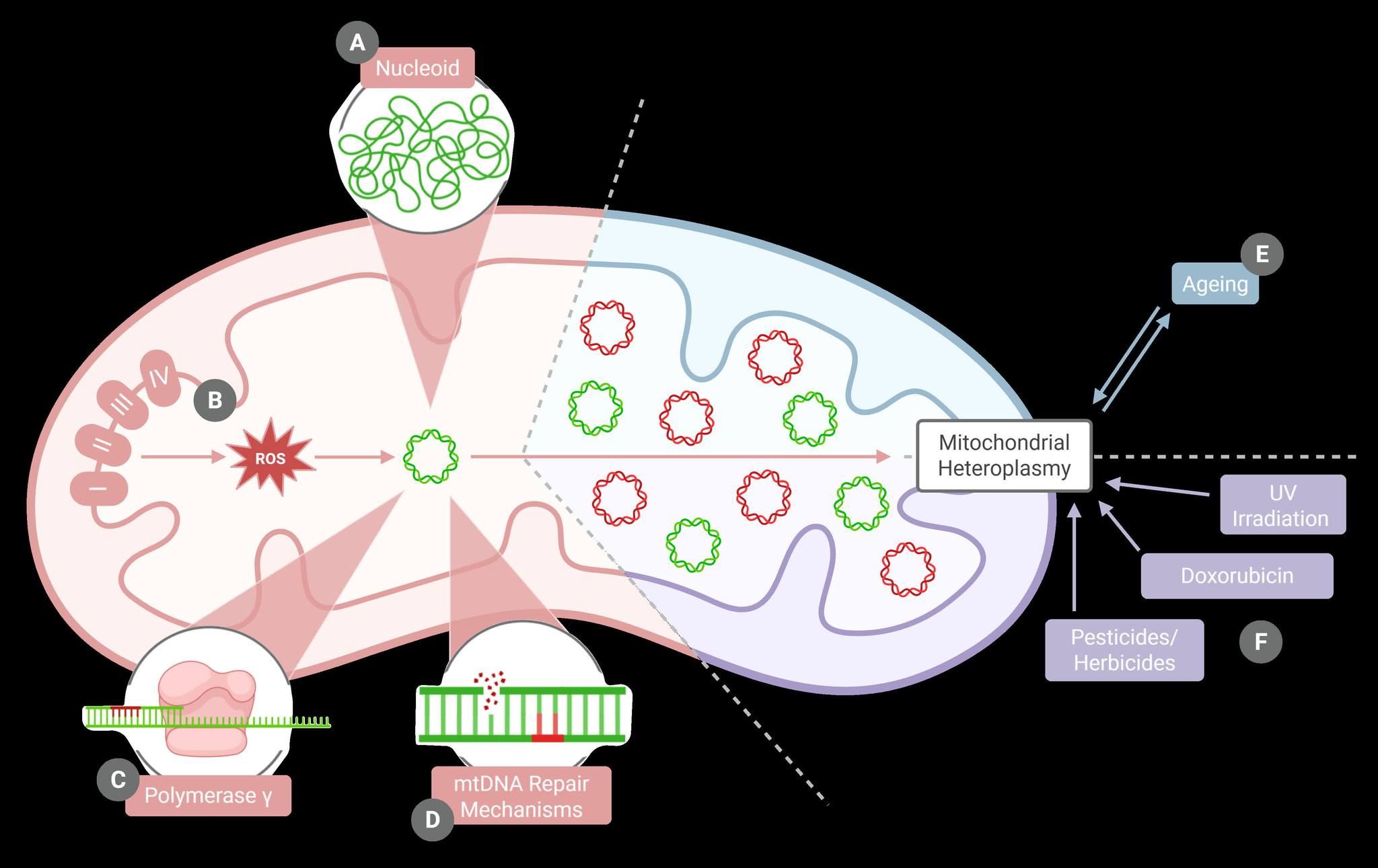 heteroplasmy and glutathione Check out the latest review in the Aug 14th issue of @CircRes by Papadaki & colleagues 