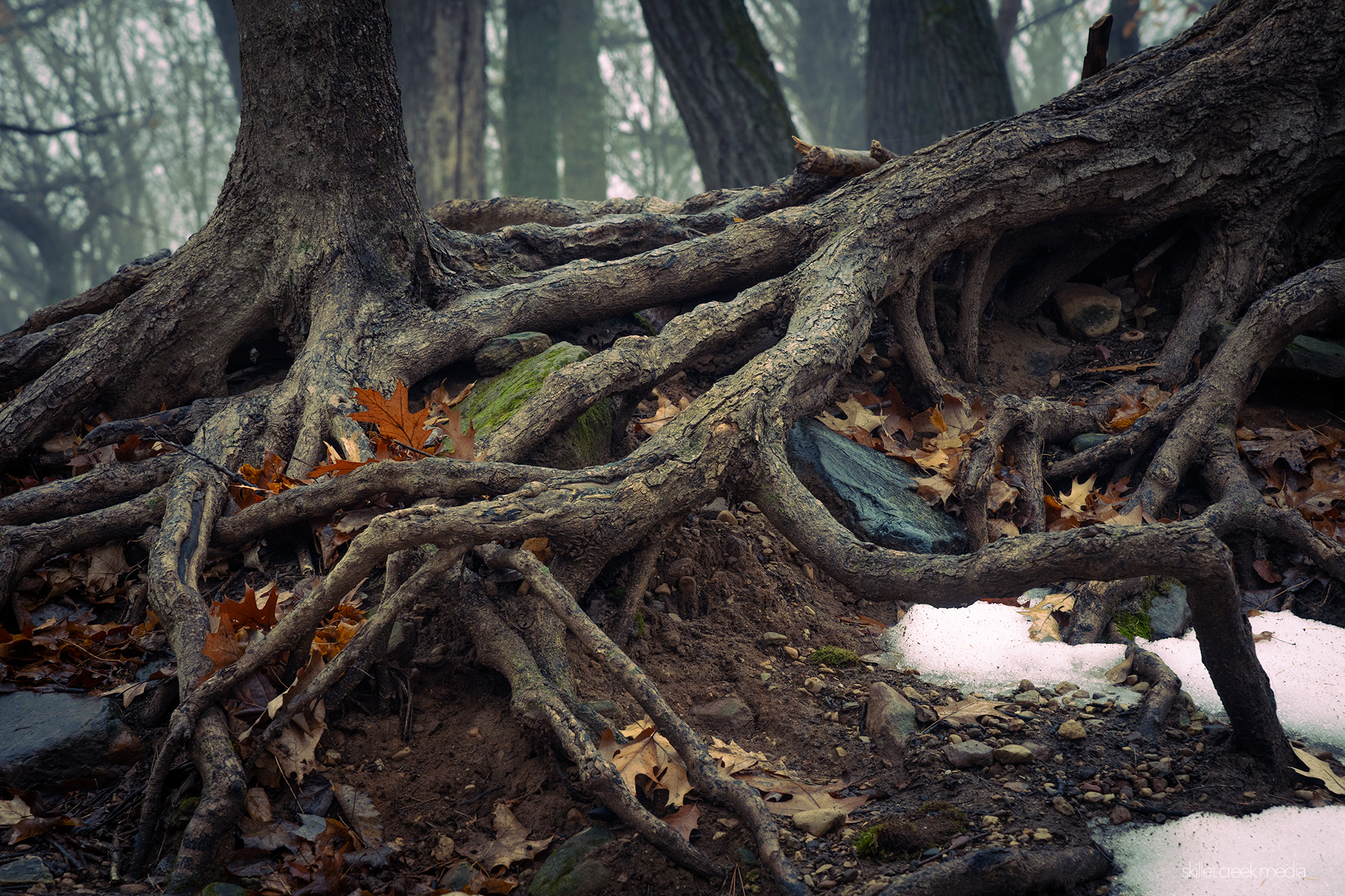 Skillet - This amazing cluster of tree roots marks the top of the old ...