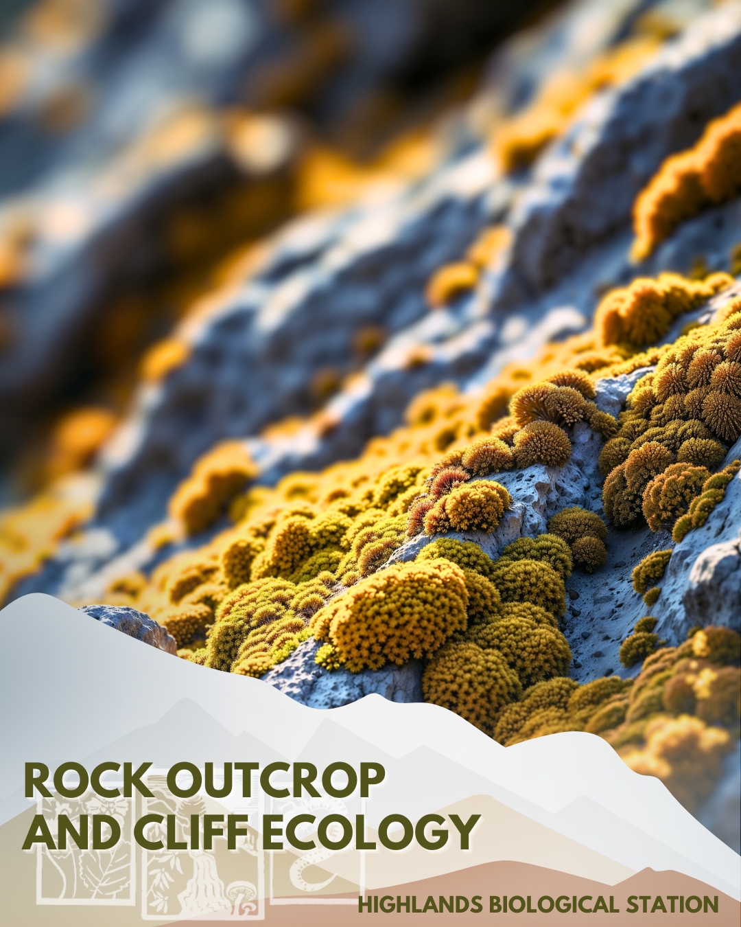 Highlands - 🪨 Rock Outcrop & Cliff Ecology Life finds a way—even on ...