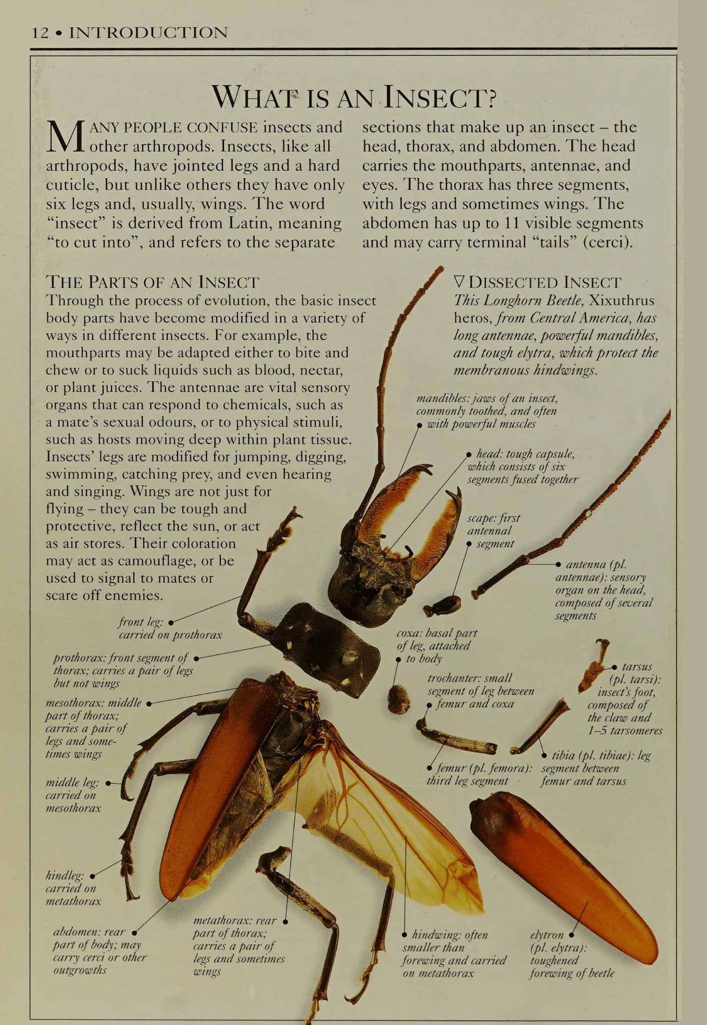 Ceres Science - What is an Insect? by DK Insects - George... | Facebook