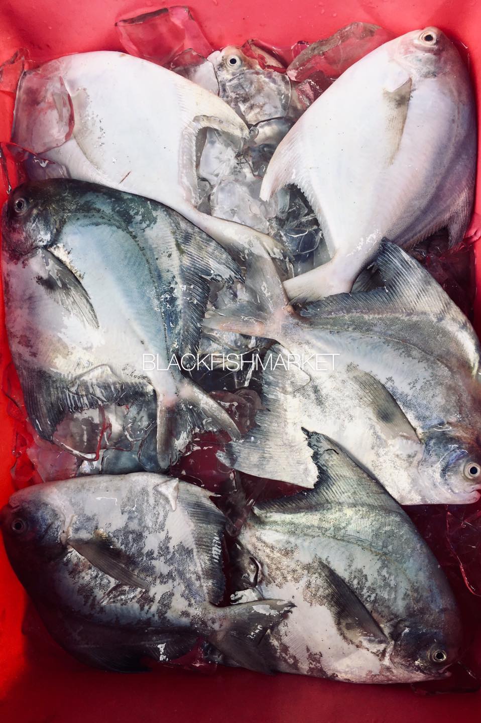 职业妈妈比较忙，所以就用阿黑的白昌这样煮咯🥘！... - 阿黑海鲜 - Black Fish Market | Facebook