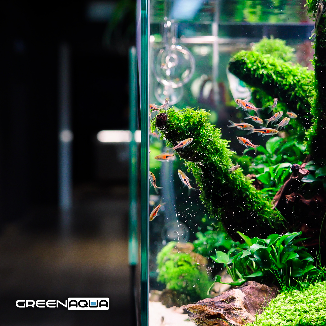 Green - ADA Cube Garden 30C 30x30x30 - plants without water | Facebook