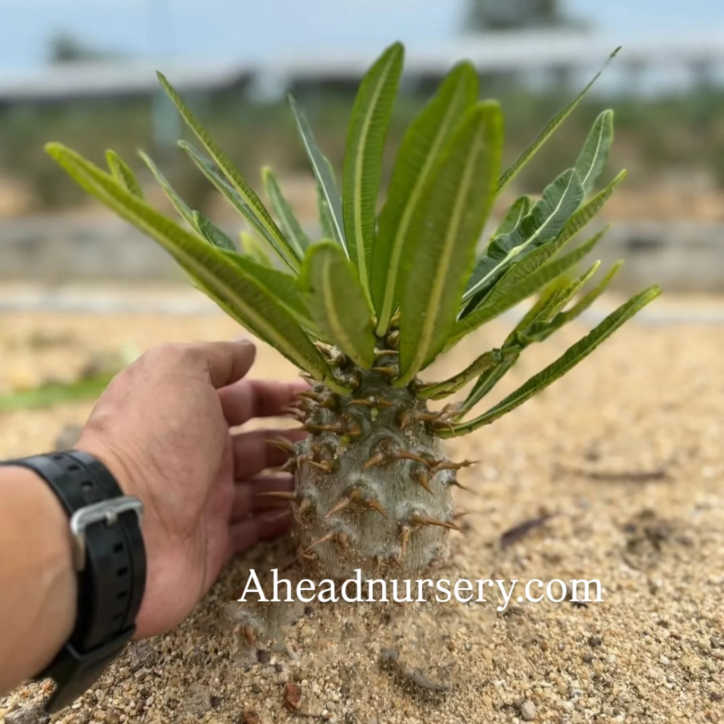 Caudex Plants