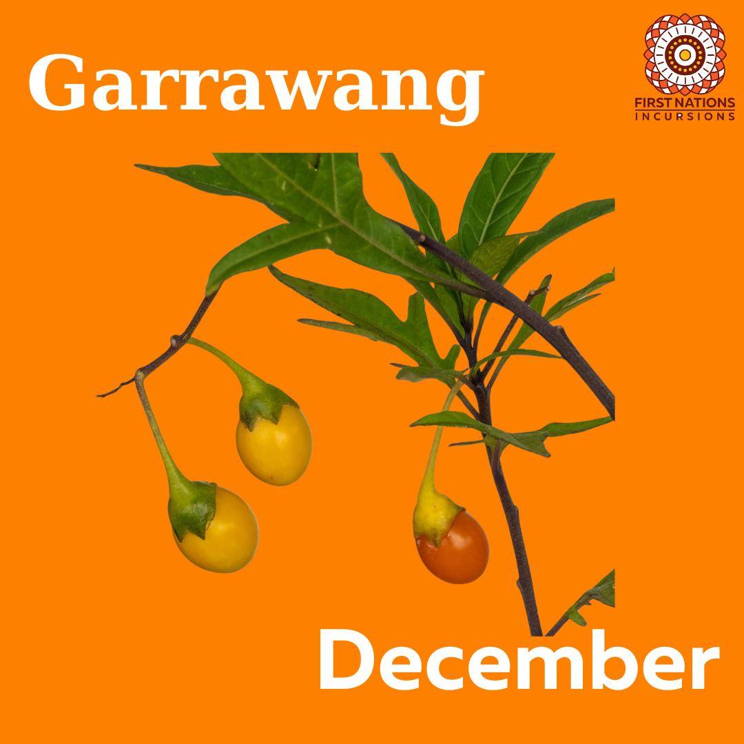 Garrawang — the season of the... - First Nations Incursions | Facebook