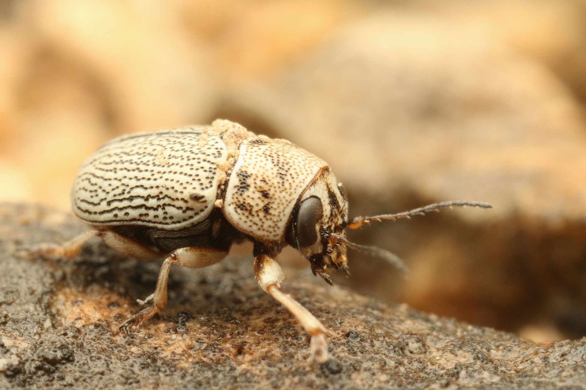 China Yunnan Cetoniinae s.p 23mm 標本 China Yunnan Cetoniinae s.p
