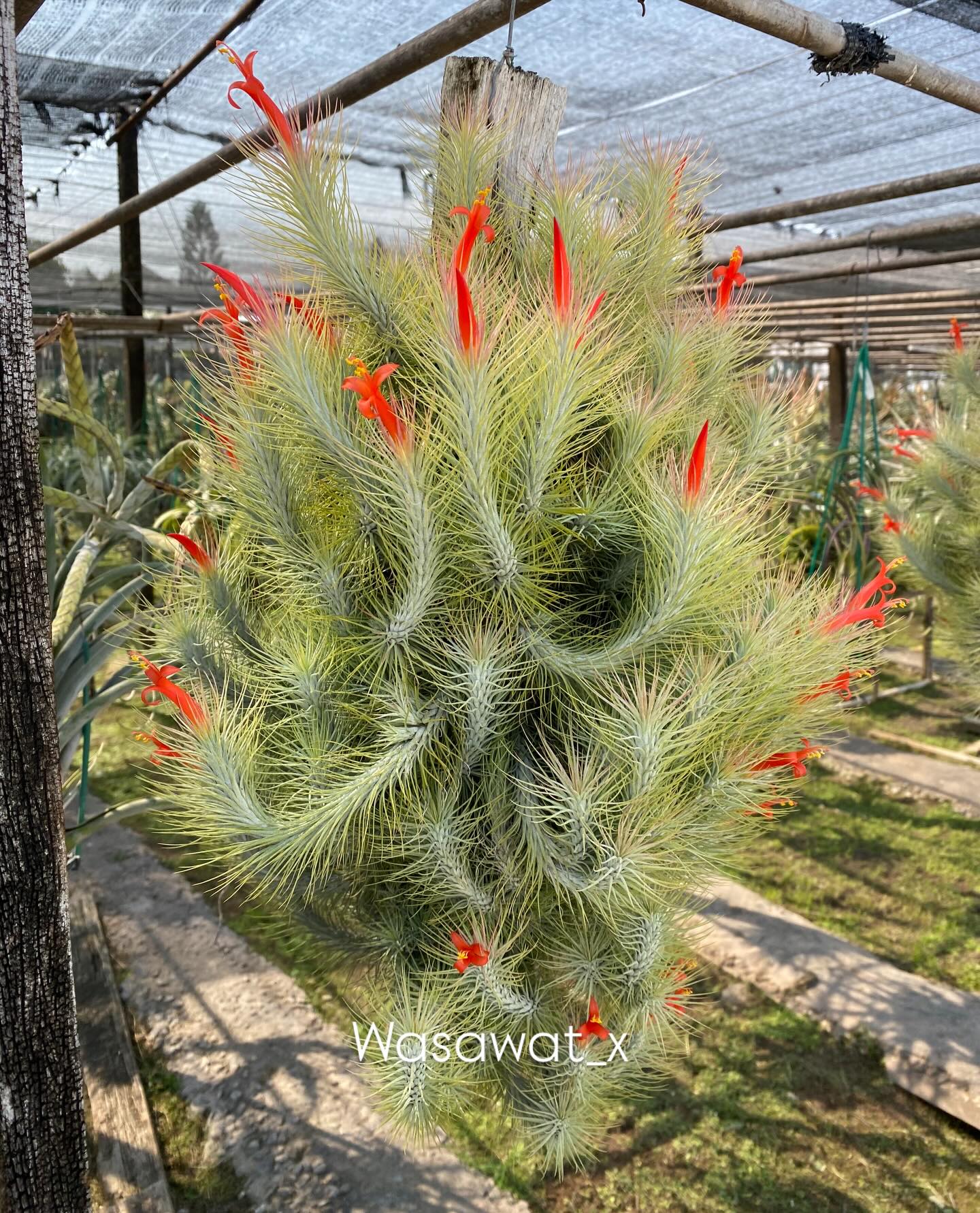 Tillandsia funckiana #tillandsia #wasawattillandsia #ティランジア