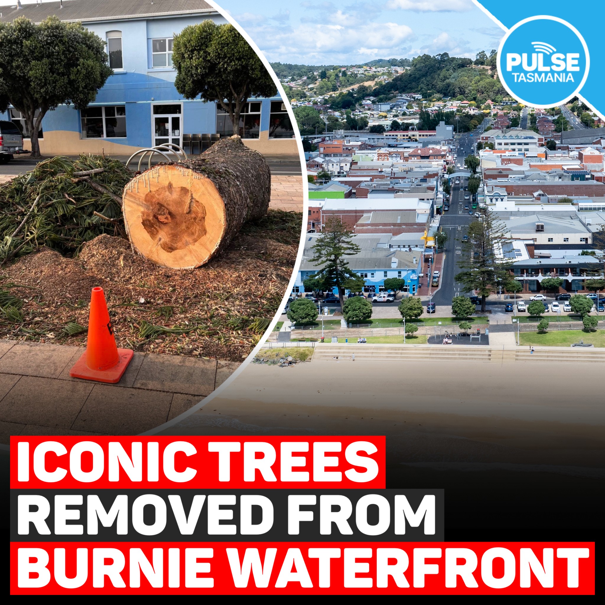 Pulse - The Norfolk pines that long lined Burnie’s waterfront have been ...