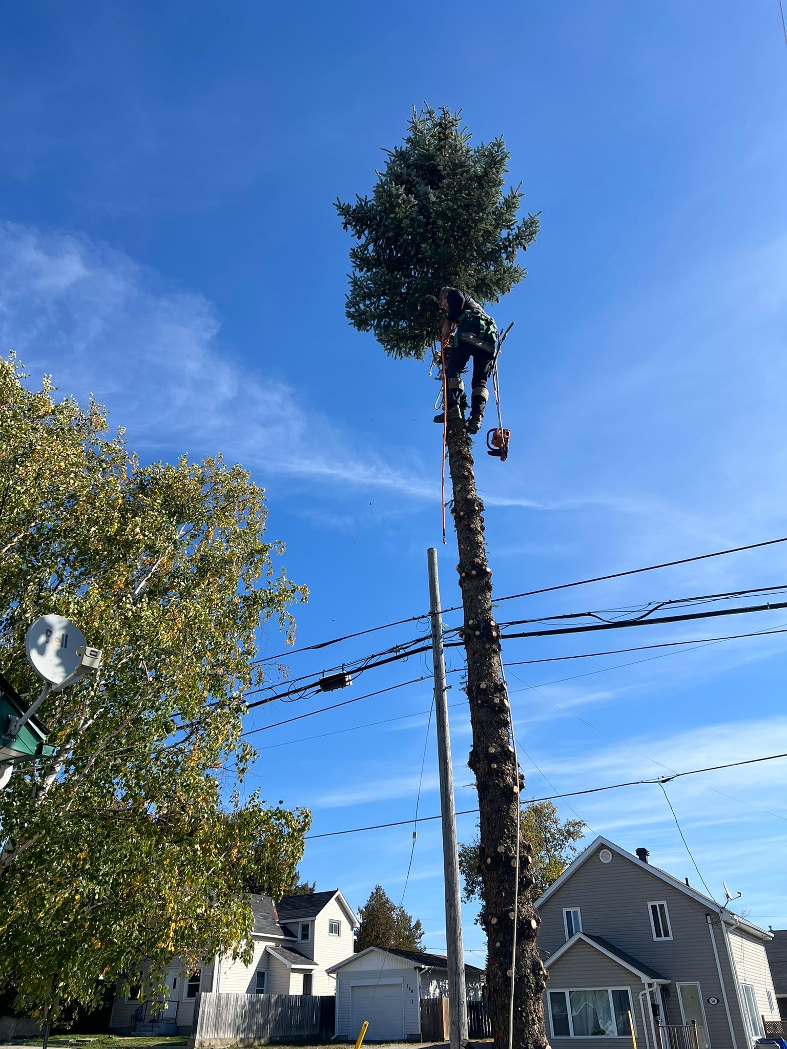 Next Step Tree | Timmins ON