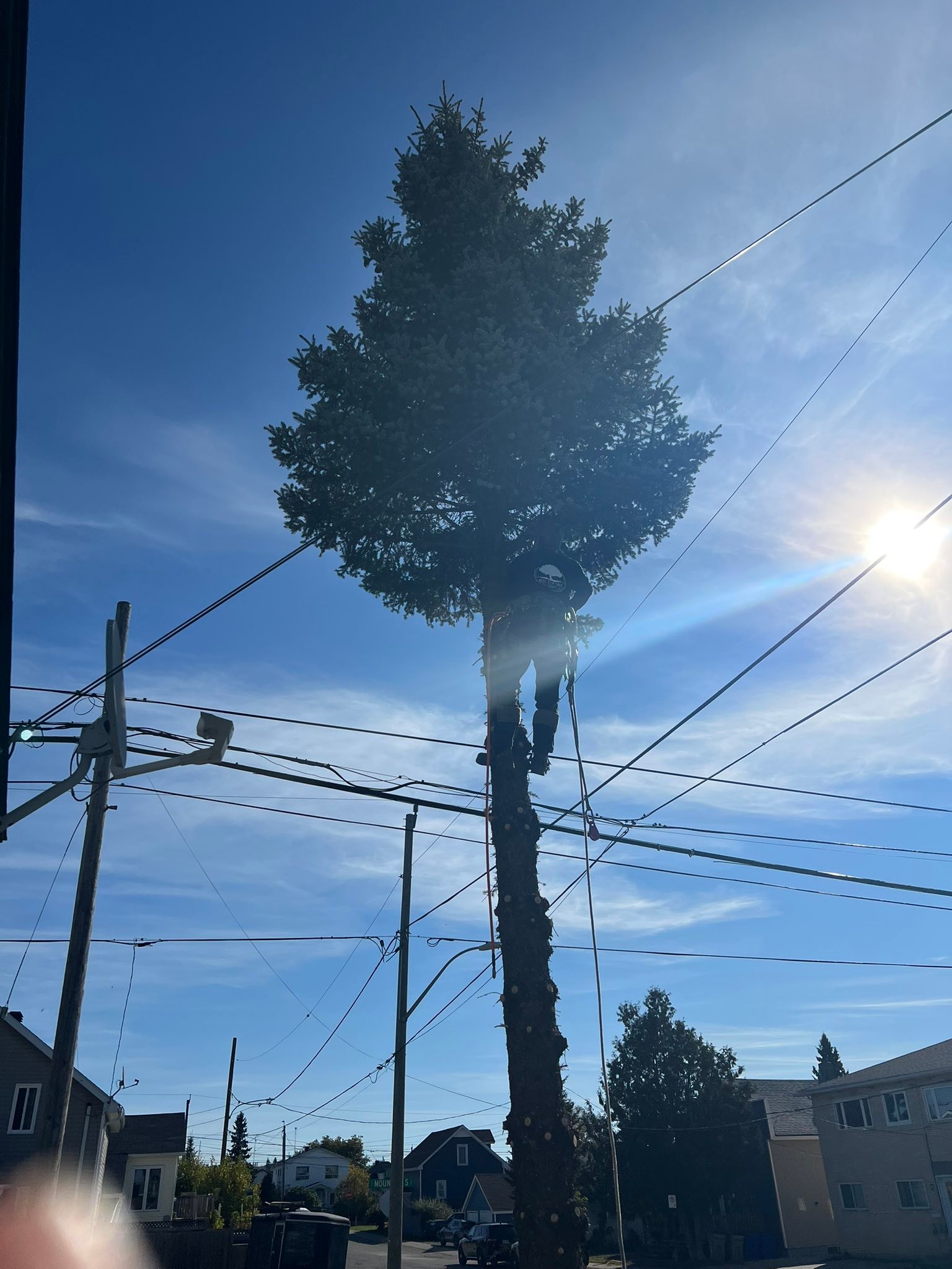 Next Step Tree | Timmins ON