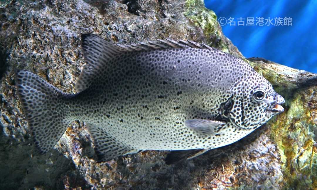 あなたは誰？ ベルーガのぬいぐるみに話しかけているようなナナです