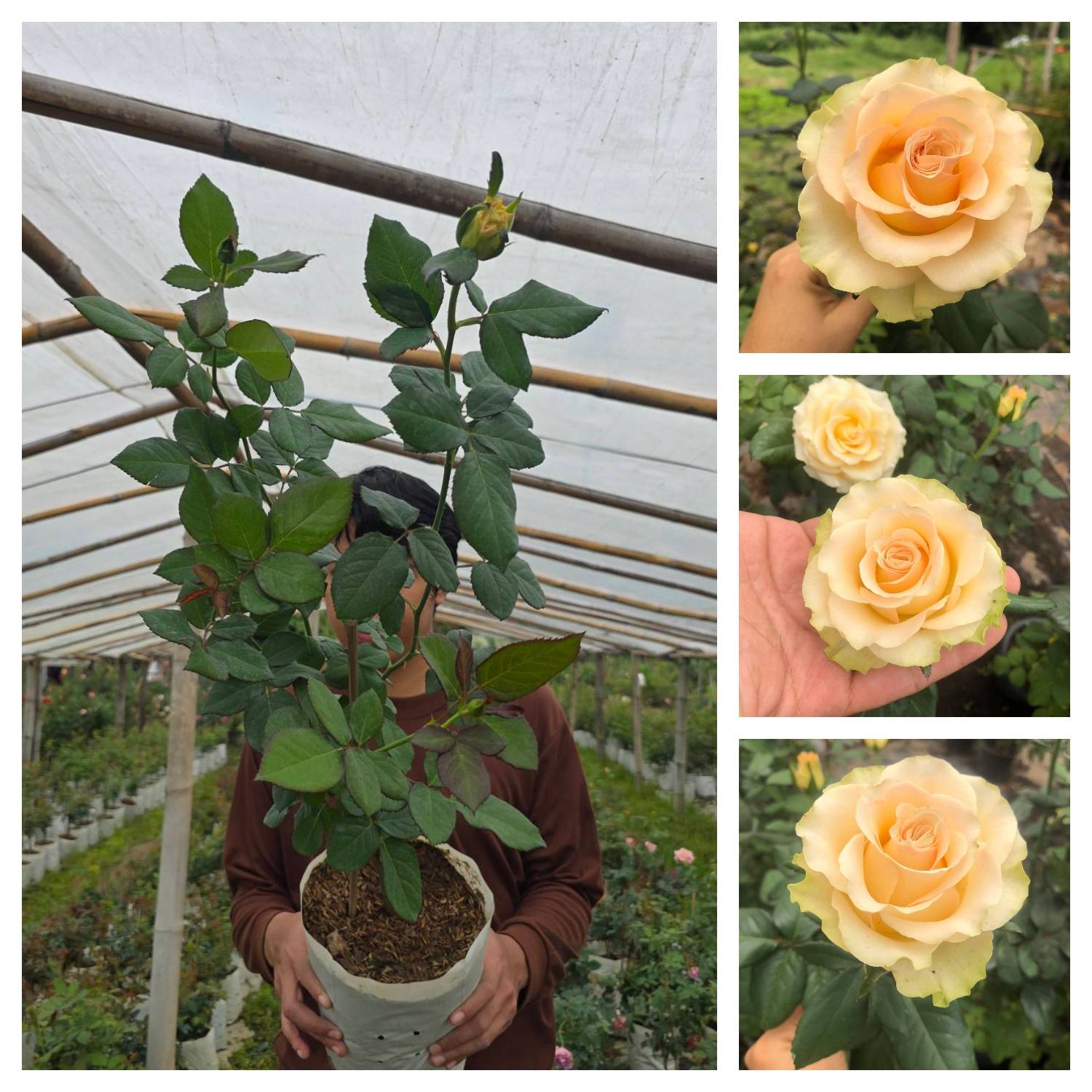 สวนกุหลาบ - Dynamic Rose กุหลาบตัดดอกก้านแข็ง บานได้ถึง 14-16 วัน ดอกสี ...