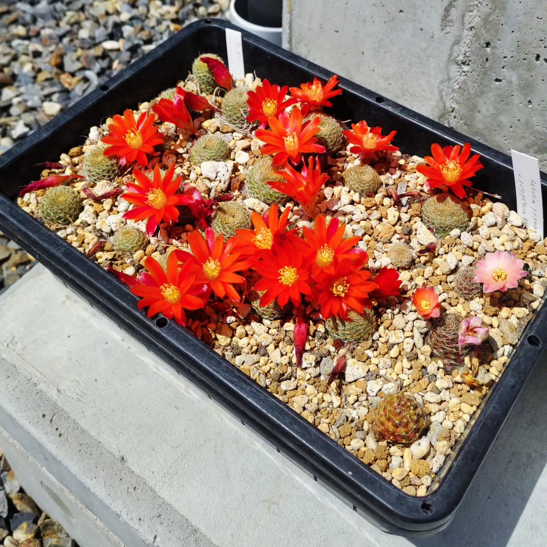 ミリタリー弾薬ケース鉢のオプンチア 古株フミフサ群生ブランチ