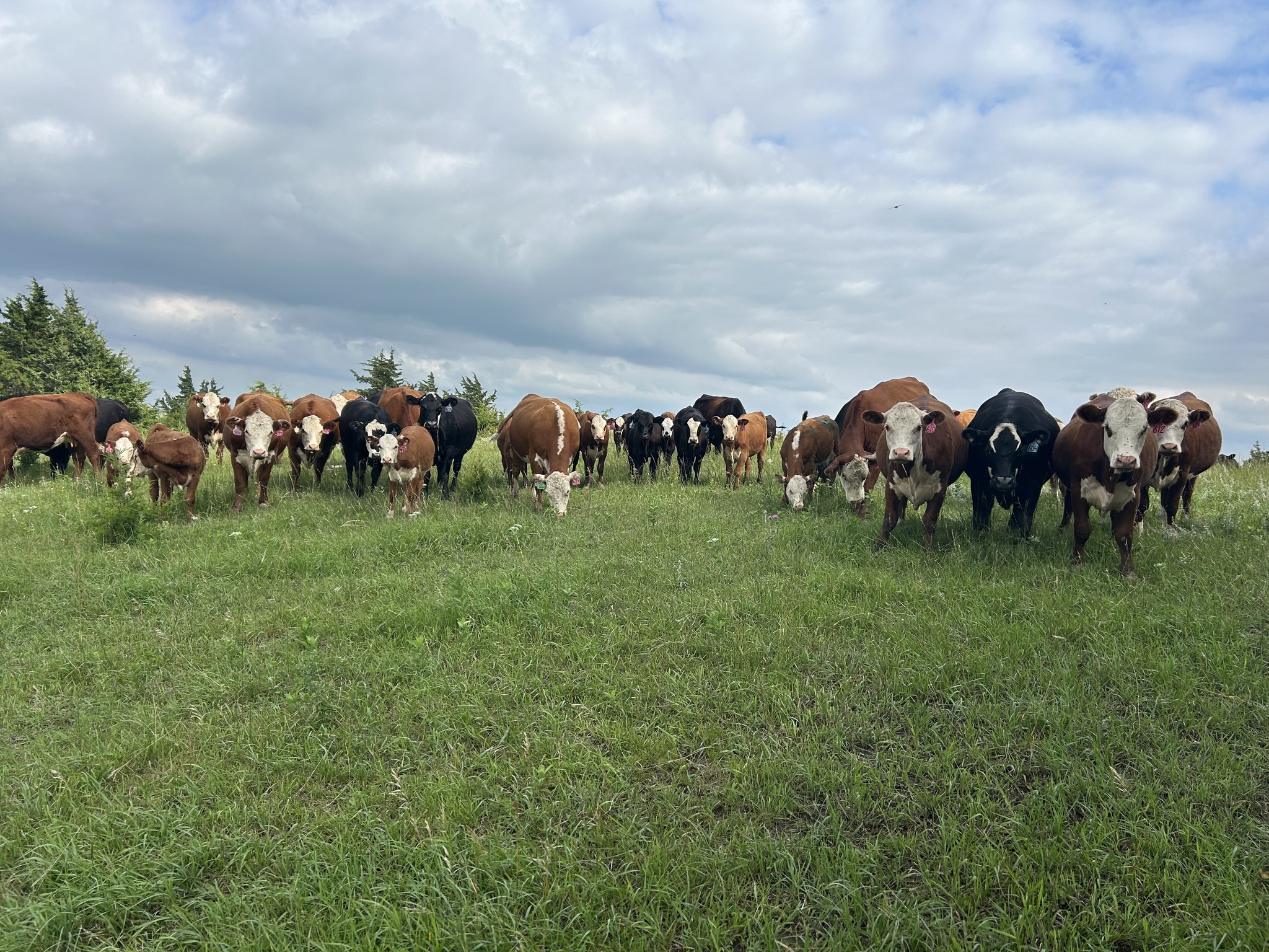 Stockmens Hereford influence feeder cattle sale