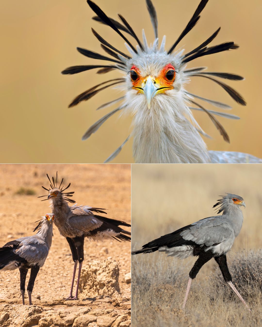 Discvr - The raptor that hunts on foot. The secretary bird is one of ...