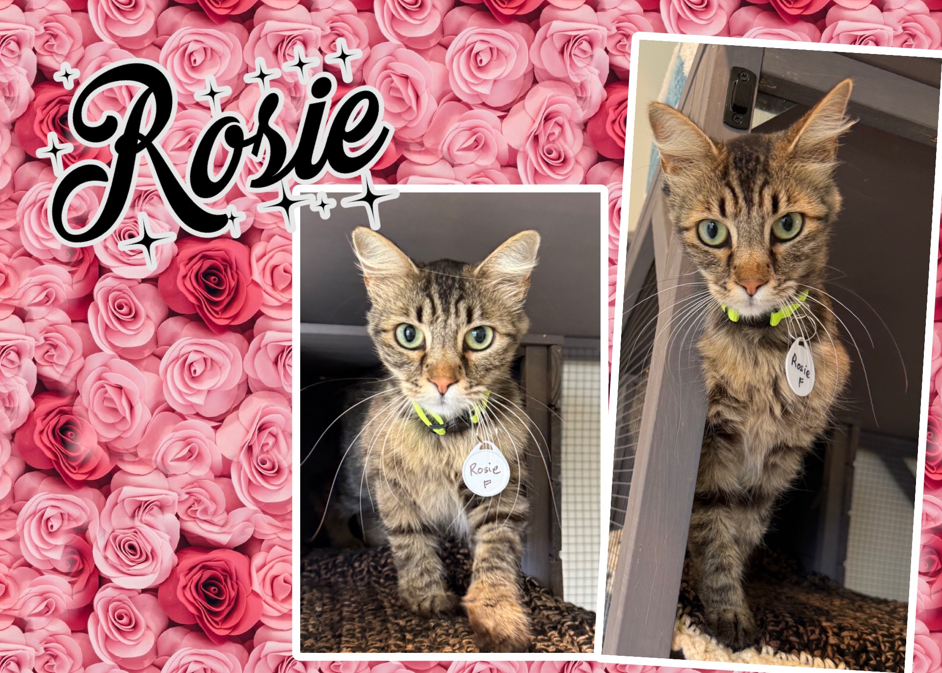 Rosey's Italian Cafe Supports Rescued Treasures Pet Adoptions