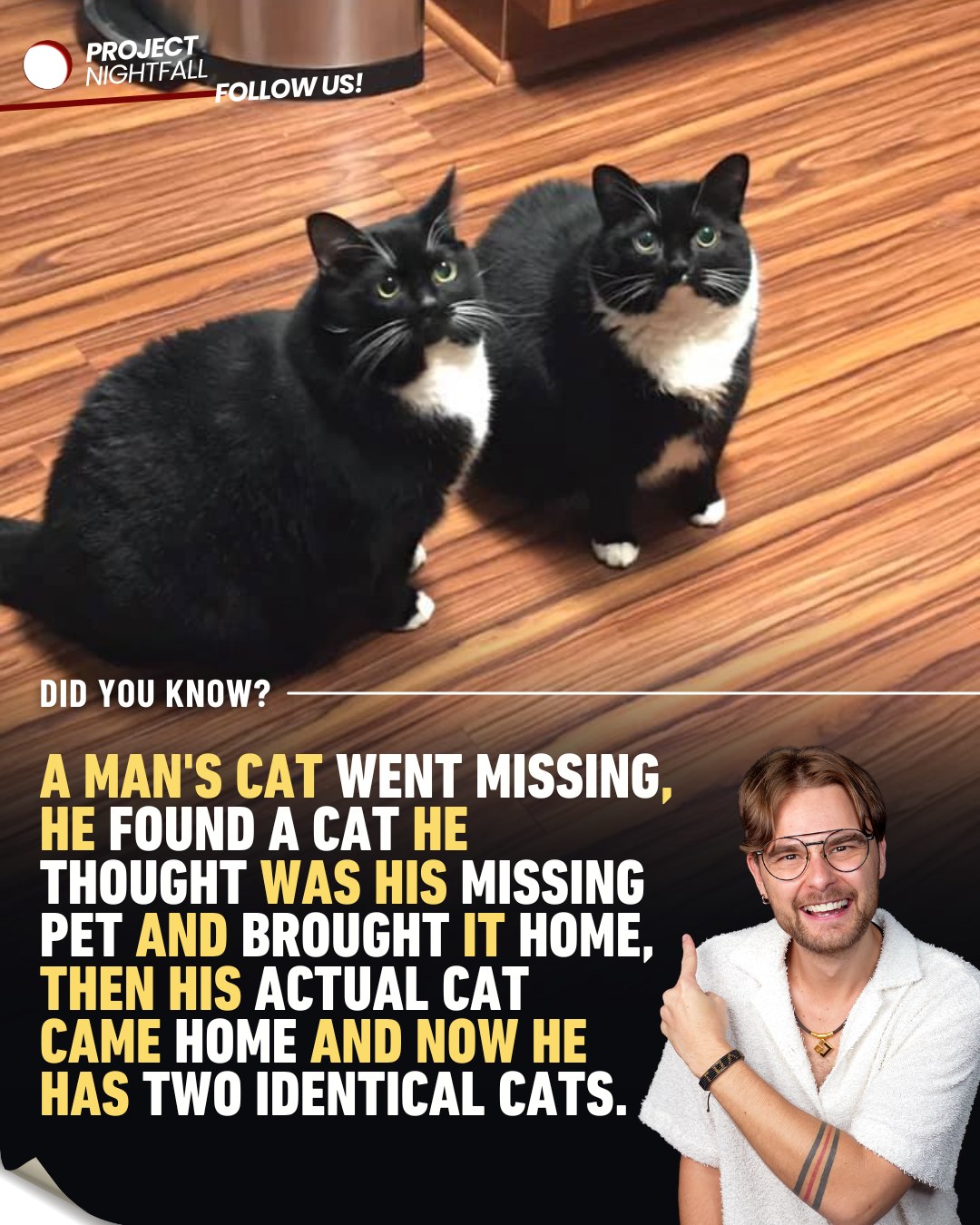 その他 Cats THERE IS ONE IMPOSTER AMONG US When Stanislav Zak's cat went