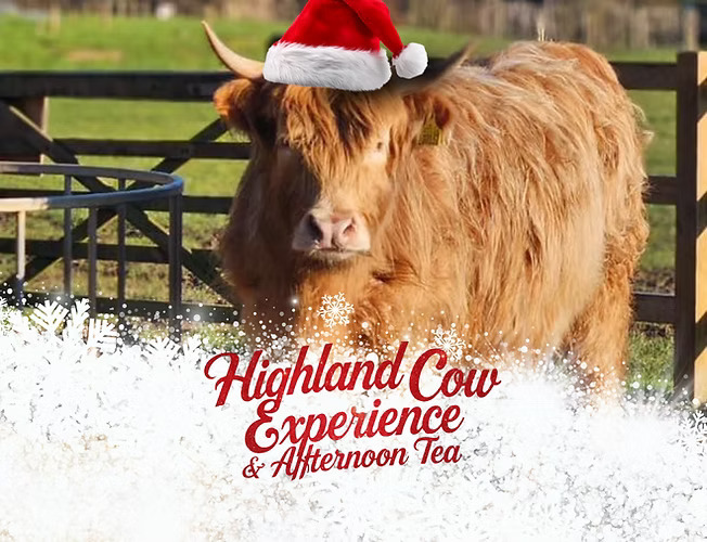 Quex Park - Highland Cow Experience & Afternoon Tea Spend... | Facebook