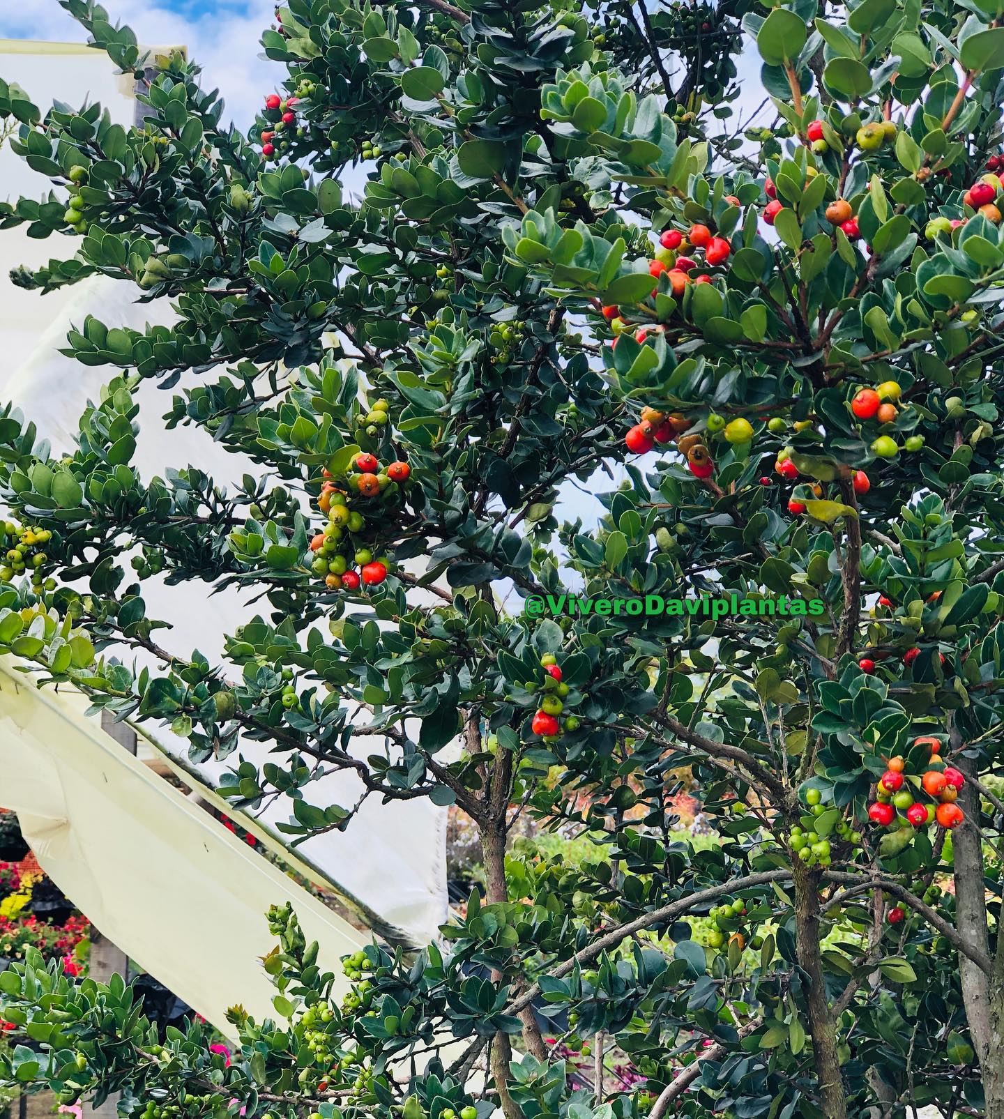 Árbol arrayán hasta 3 metros de... - Vivero Daviplantas