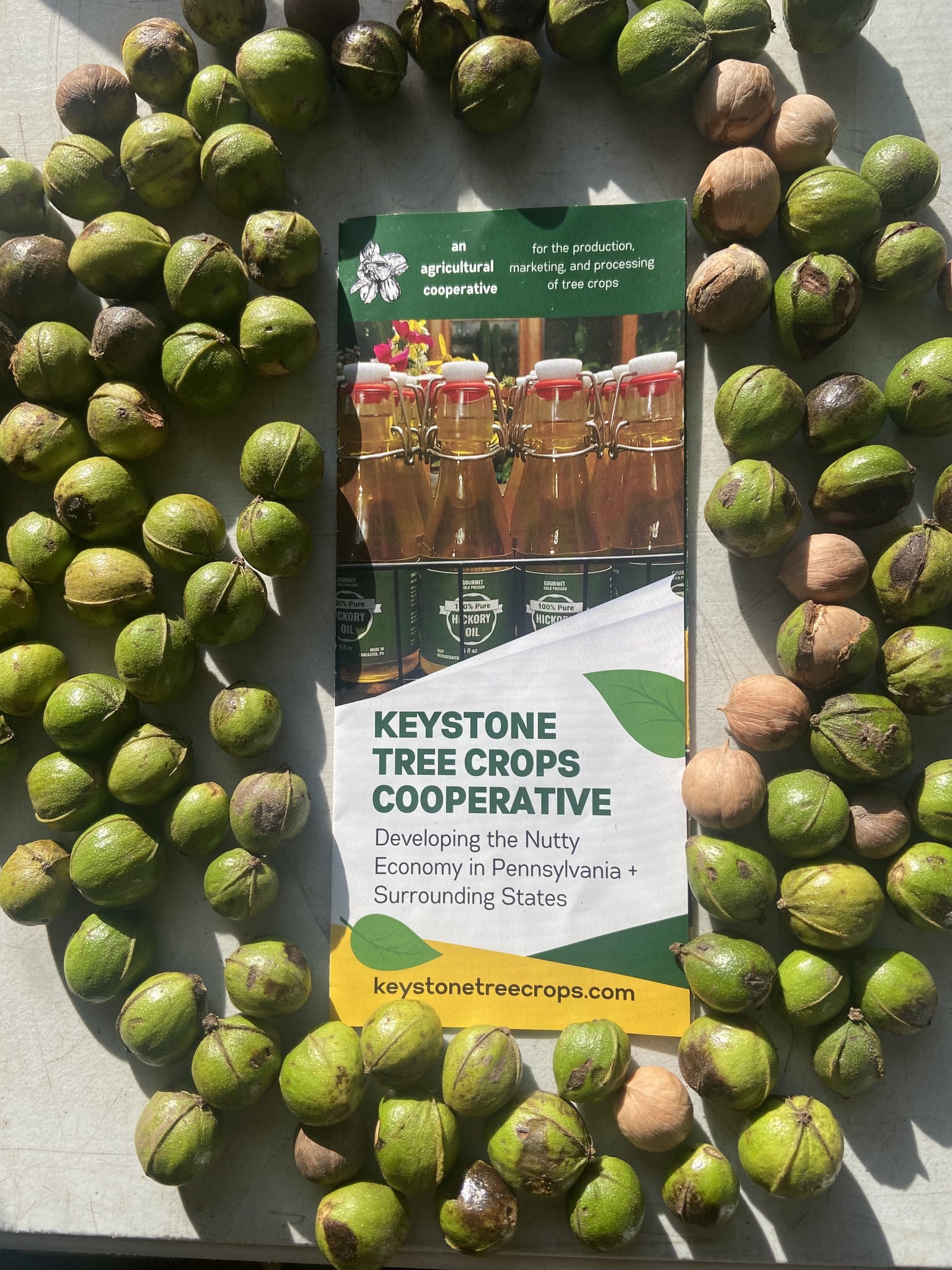 Yellowbud Hickory Gathering with Keystone Tree Crops Cooperative
