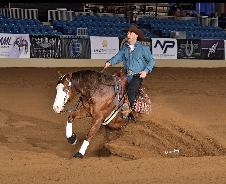 Epis Performance Horses