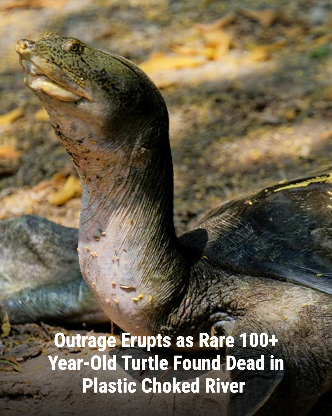 The Animal - A centuries-old softshell turtle found dead in Assam’s ...