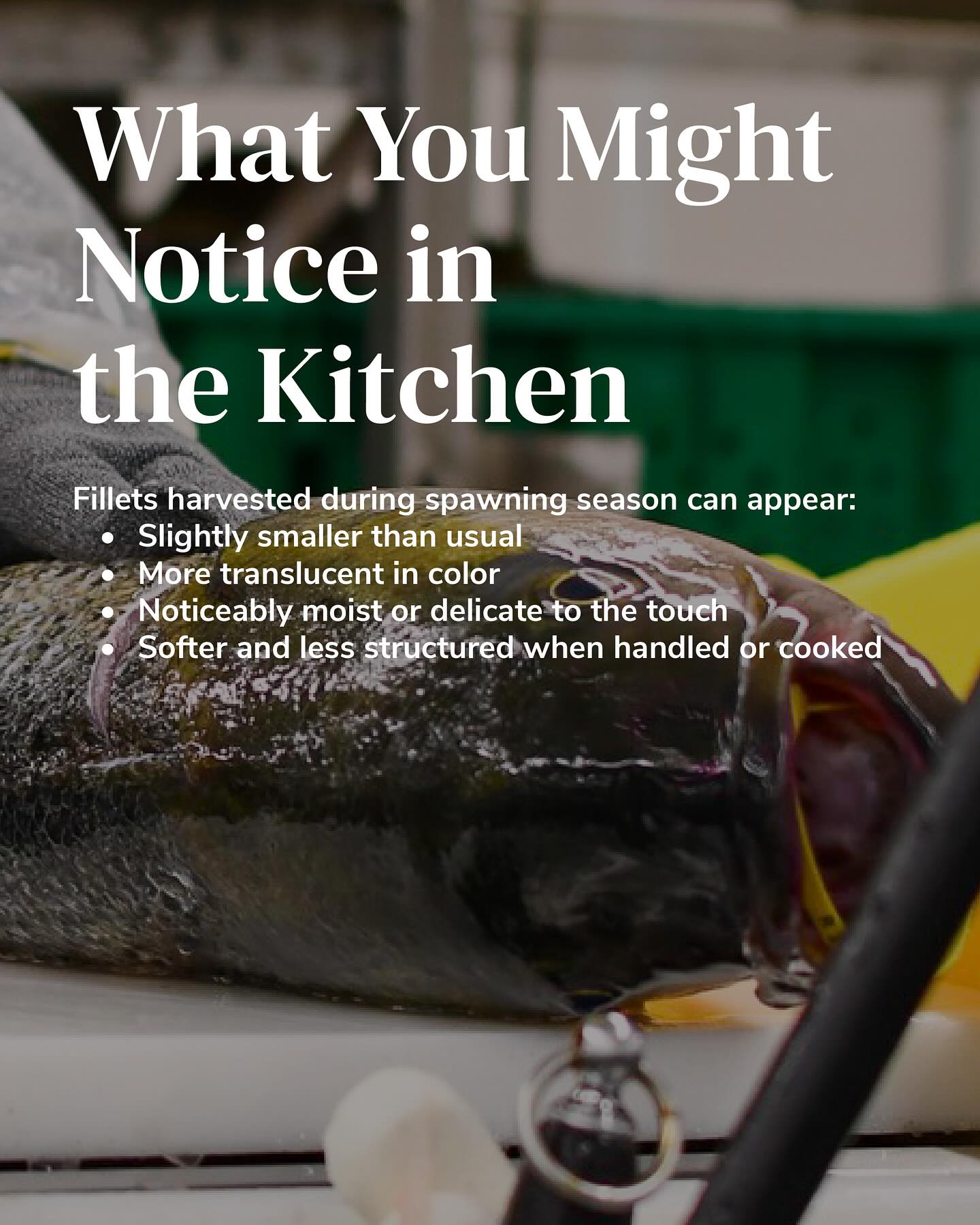 Foley Fish | New Bedford MA
