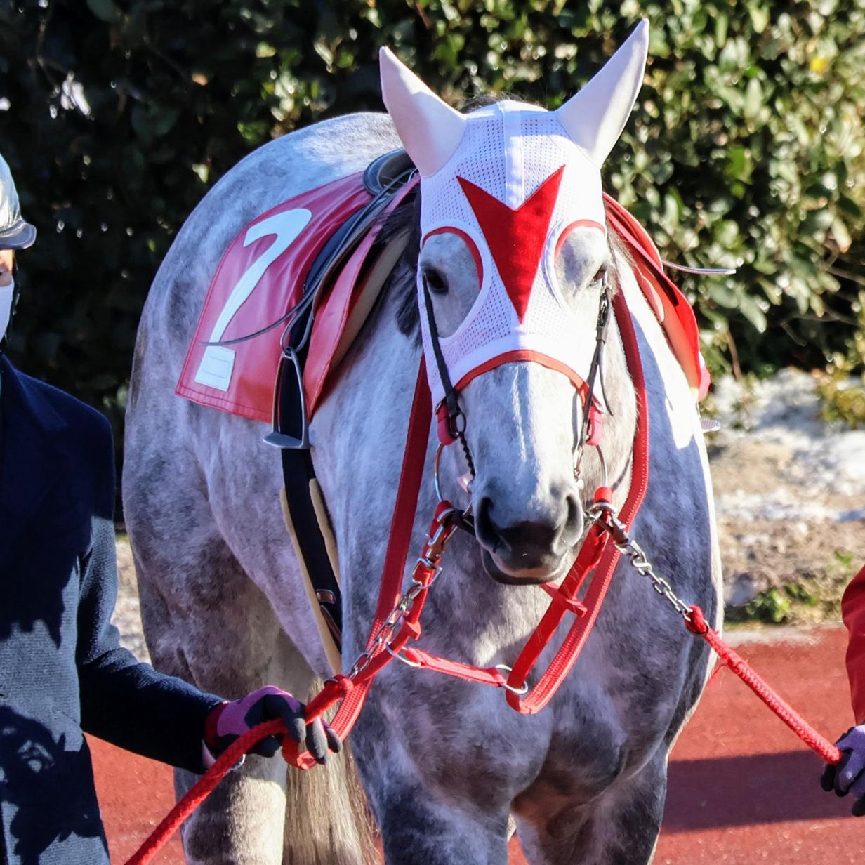 Dexerto - A horse named after Umamusume character 'Happy... | Facebook