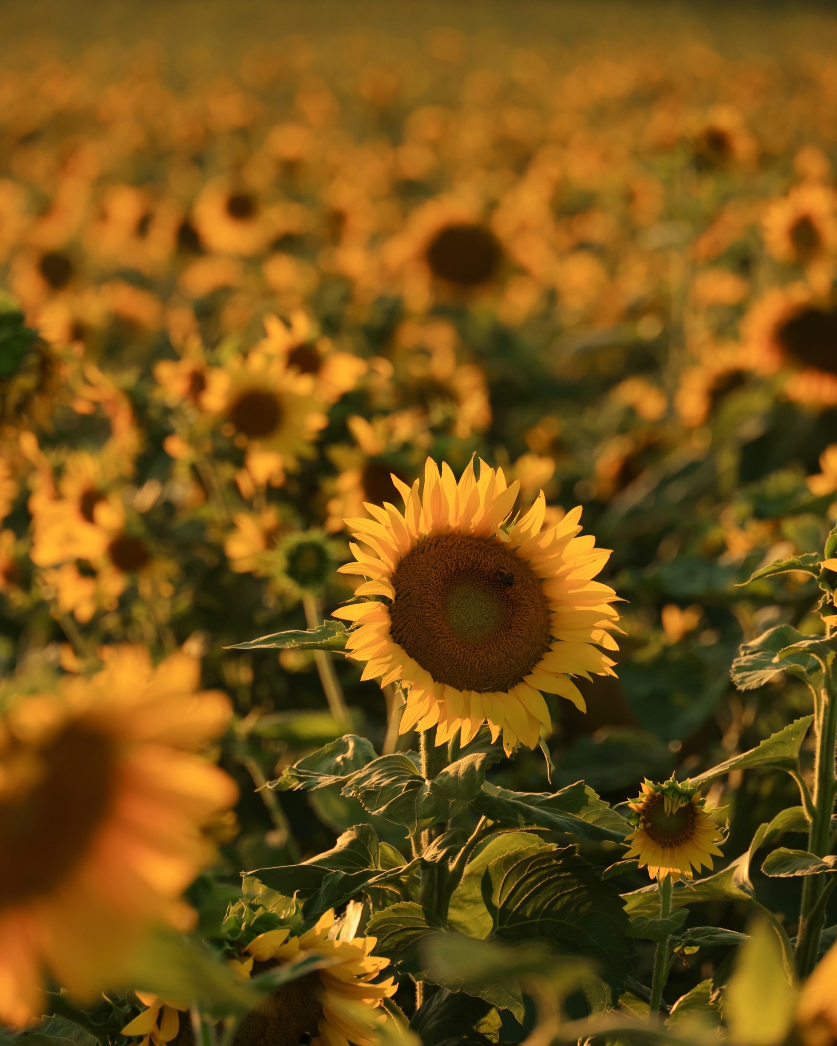 Looking for the perfect summer day in the Willamette Valley