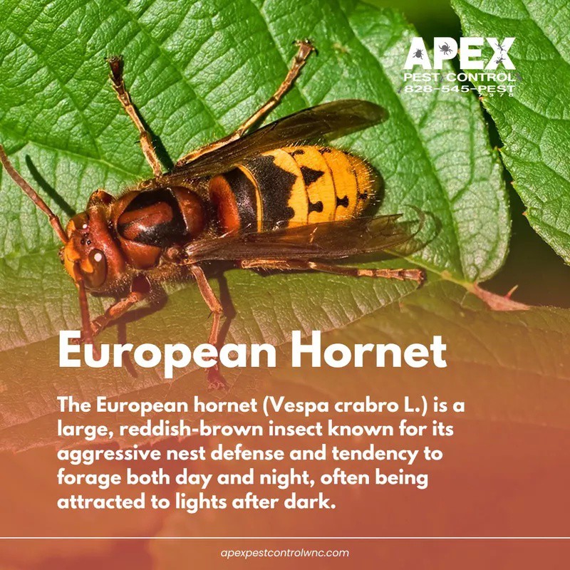 Let’s walk through the most common... - Apex Pest Control | Facebook