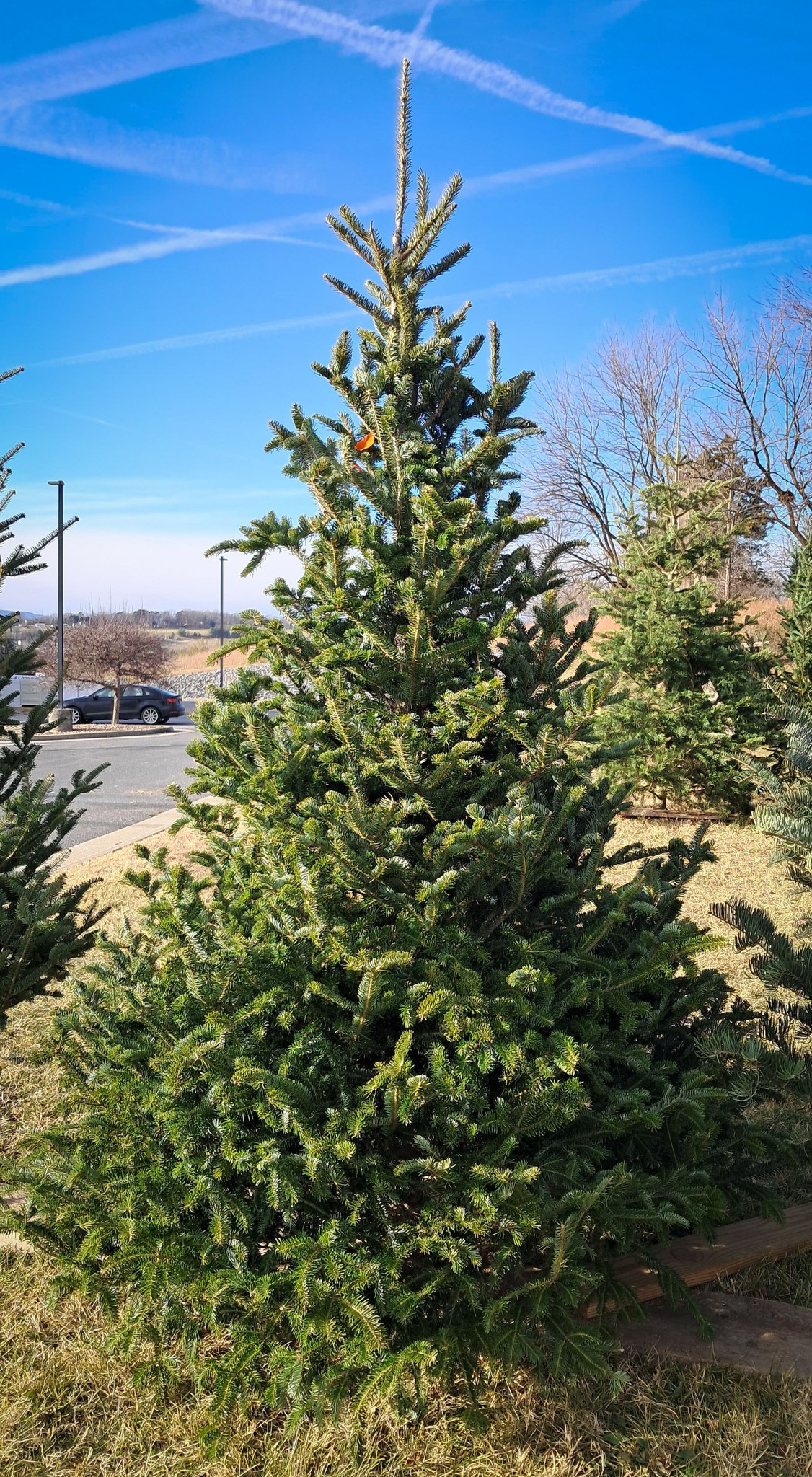 Michelle's Wreaths & Trees | Harrisonburg VA
