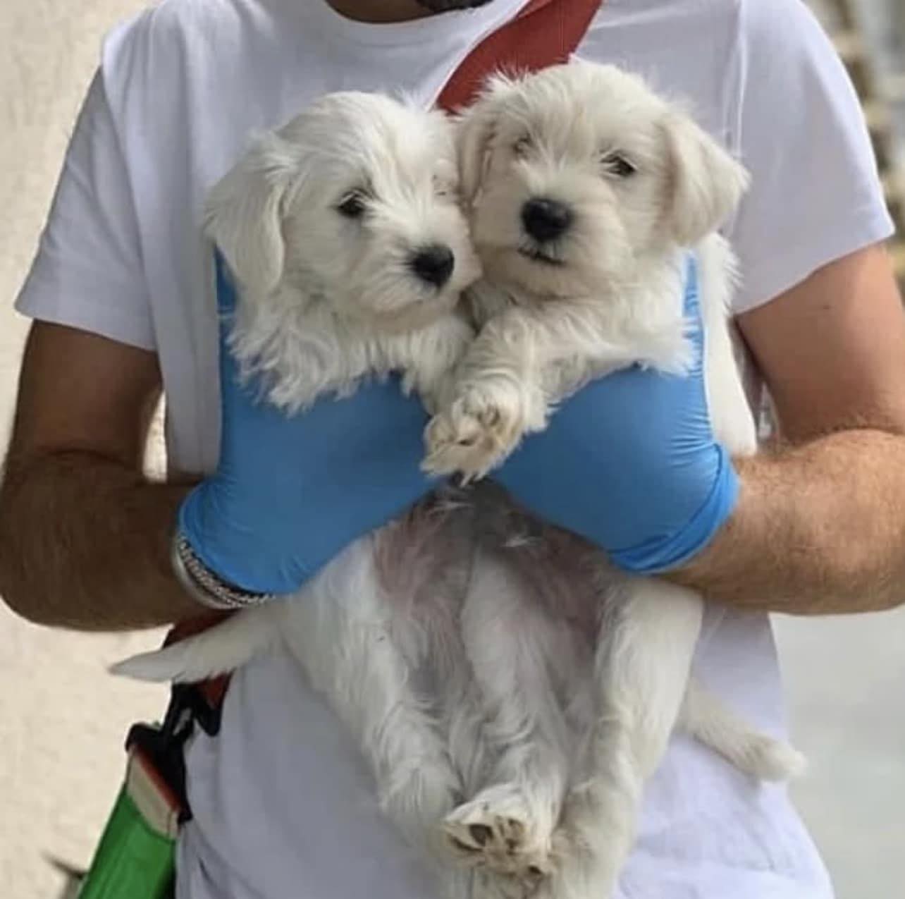 Looking for a loyal companion? 🖤🐾 | Scottish Terriers For Adoption ...