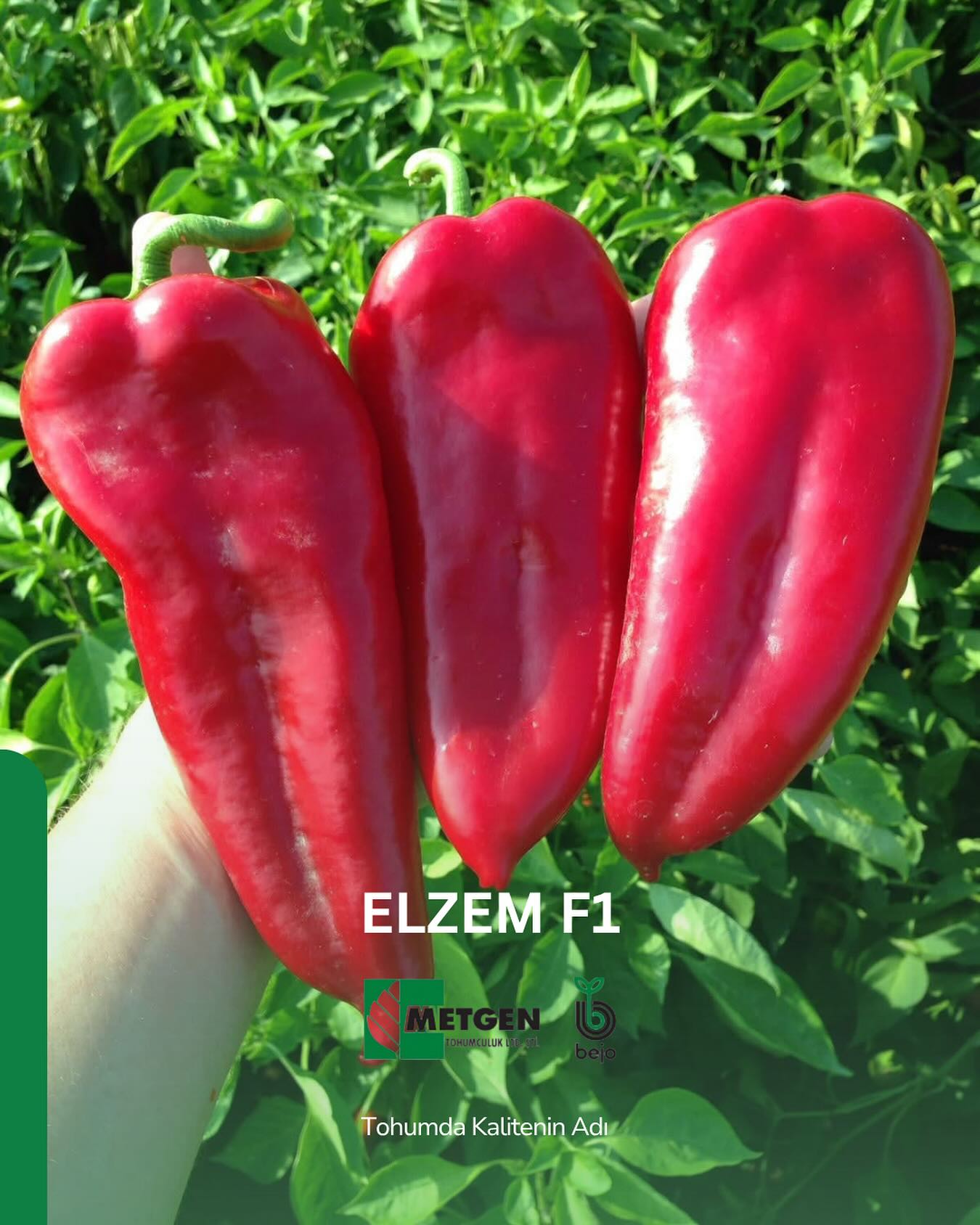 Metgen - ELZEM F1 ️ 85-90 günlüktür. ️ Orta erkenci, tek ekim baharlık ...