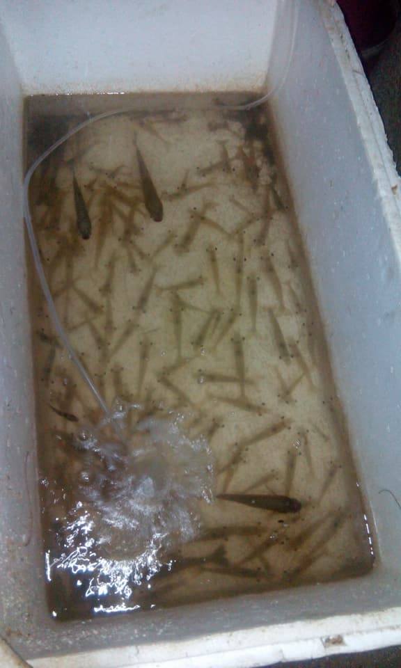 Cara Pasang Umpan Udang Hidup Dari Bagian Kepala Mancing Kakap Kerapu Dll Youtube