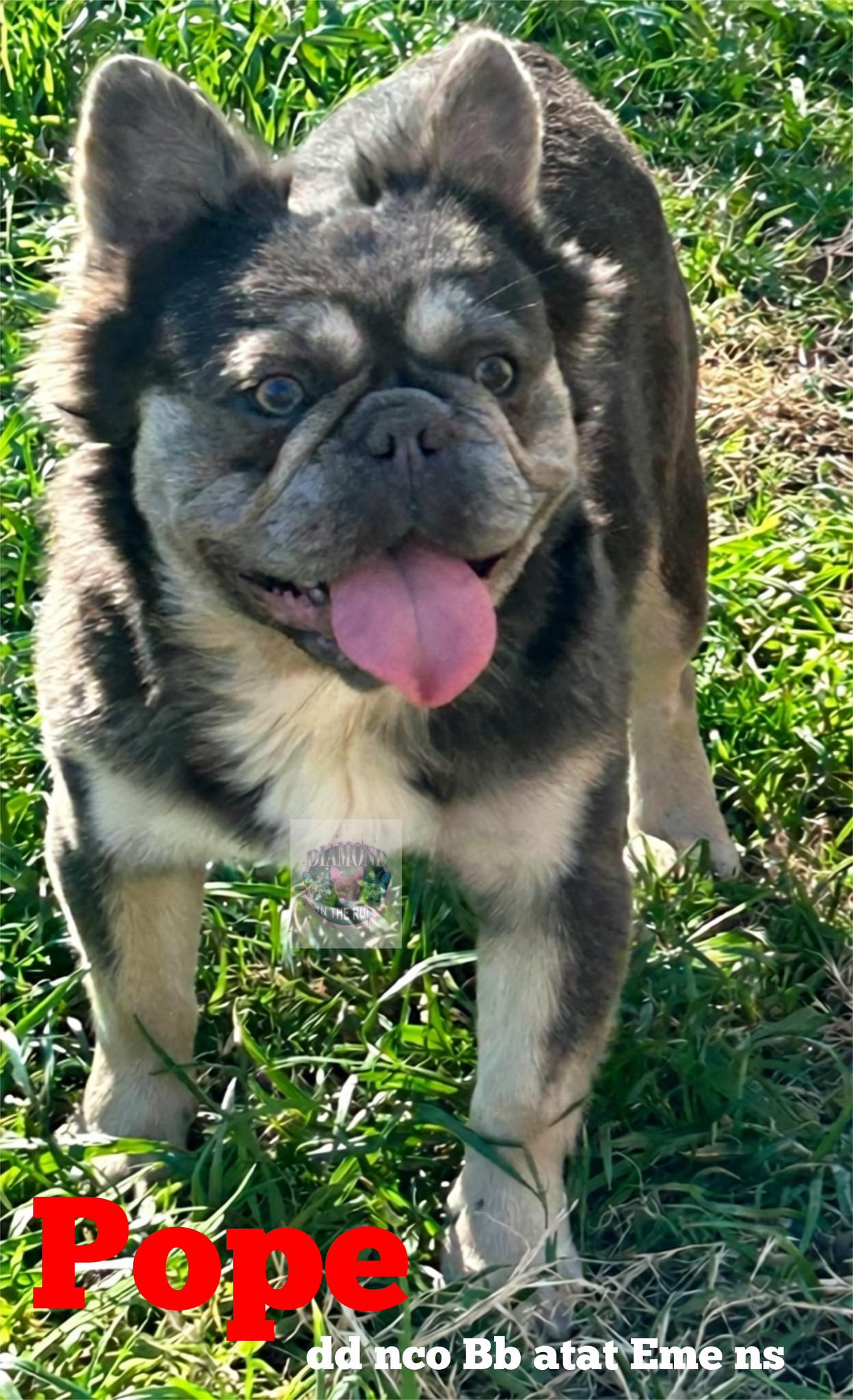 Diamond in the Ruff... - Diamond in the Ruff Bulldogs