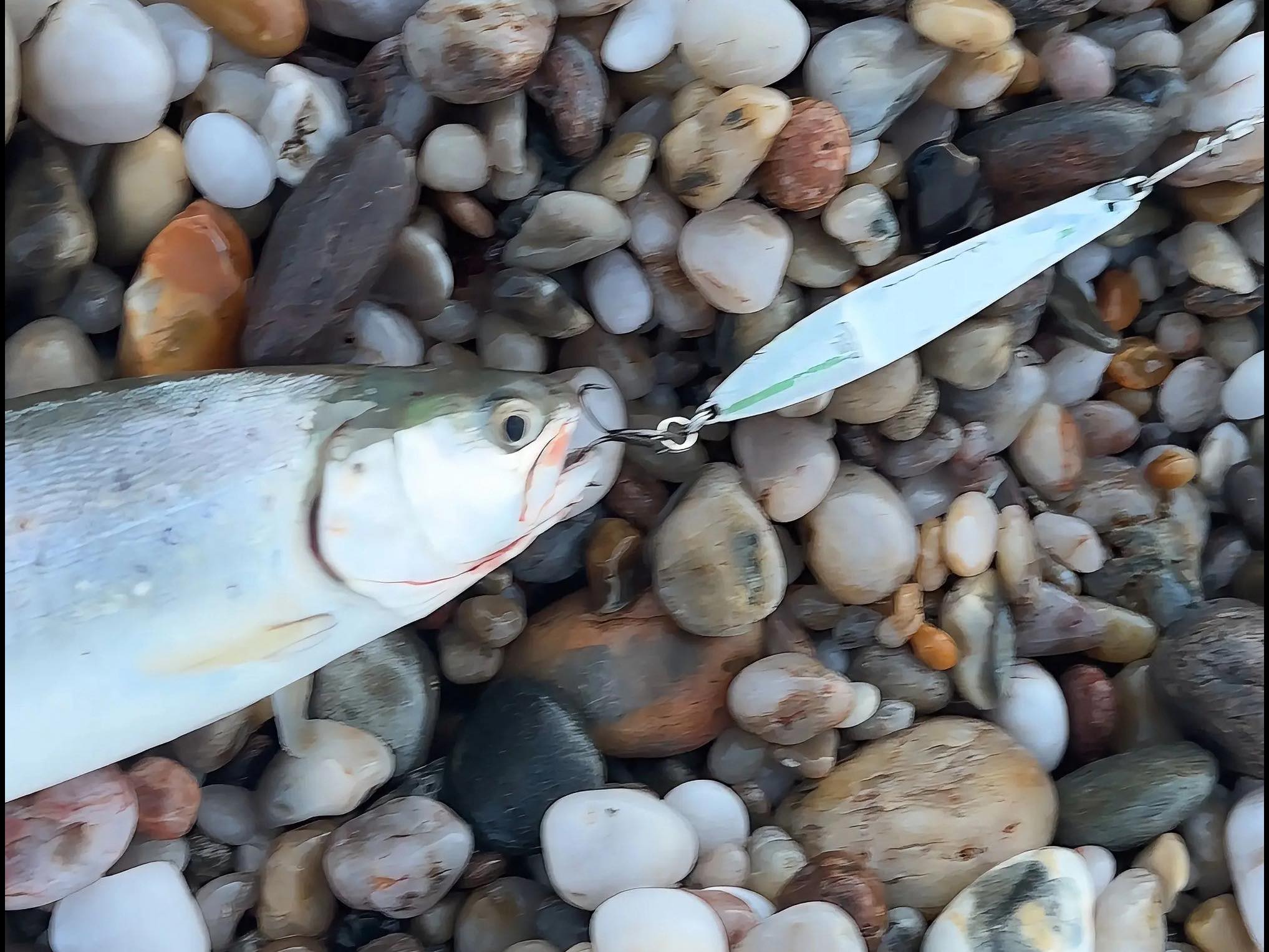 carl holland fishing lure dying shad Z-Man EZ ShrimpZ Unrigged Laguna Shrimp ZMan 3.5 EZ ShrimpZ Realistic prawn imitation with fine legs and antenae for added realism and vibration Dunkirk – Share the Outdoors