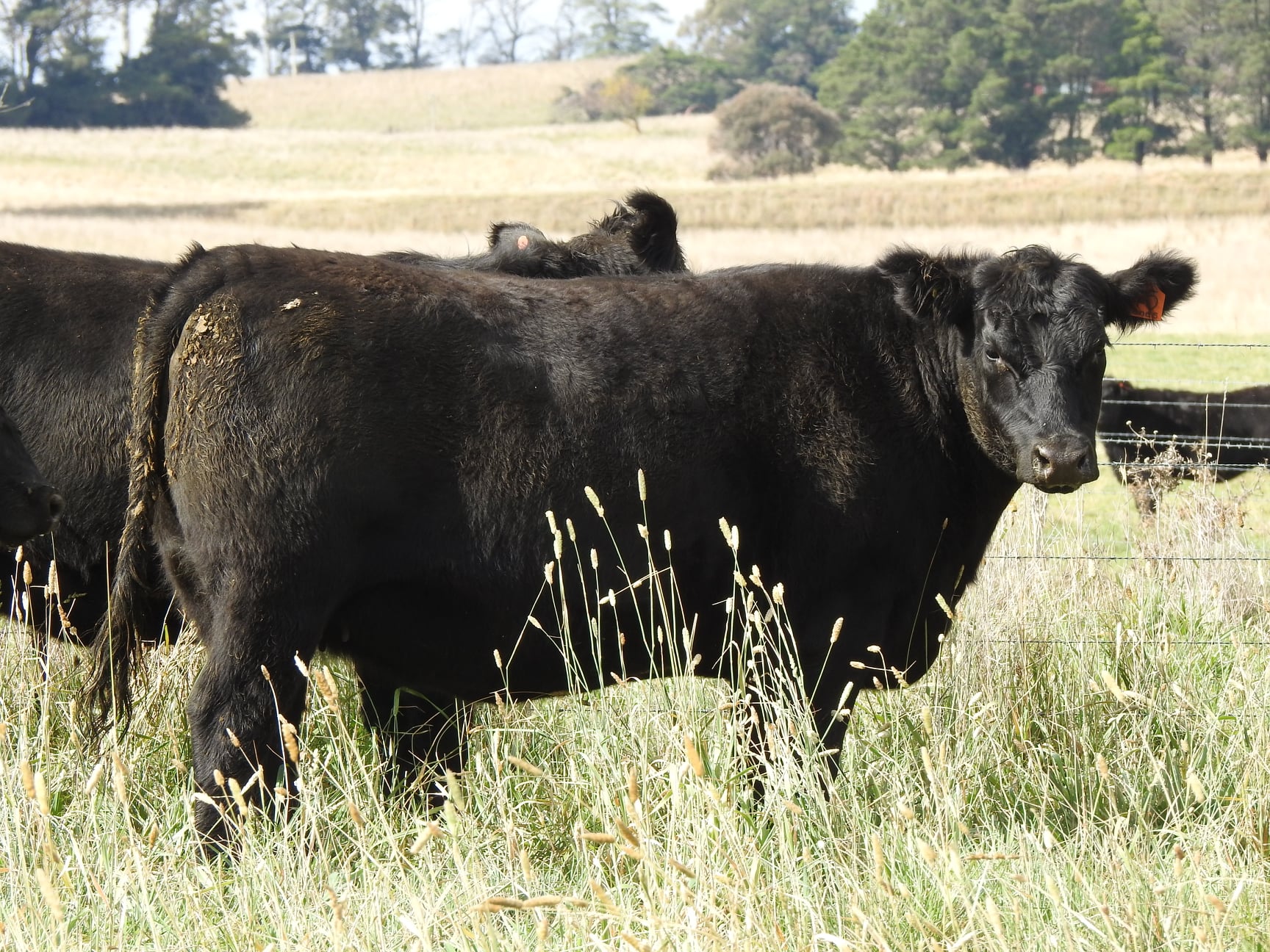 Callow Livestock Pty Ltd | Dunedoo NSW