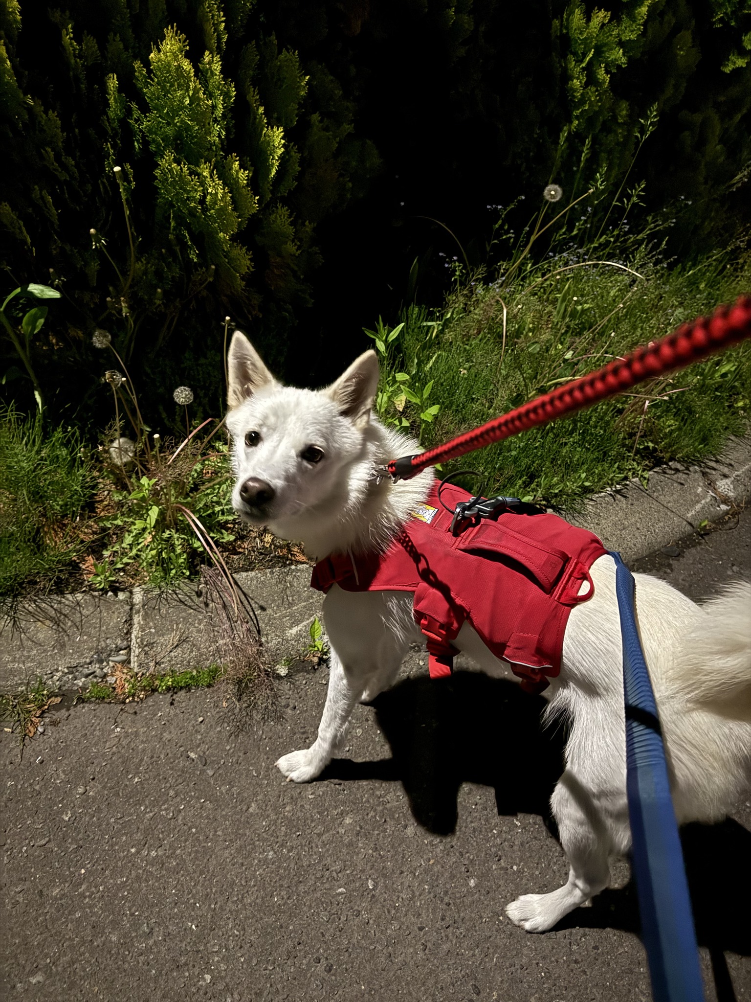 2026.6.24 飼い主さん報告【コタローちゃん（旧：コタ） 登場♬】 現在 
